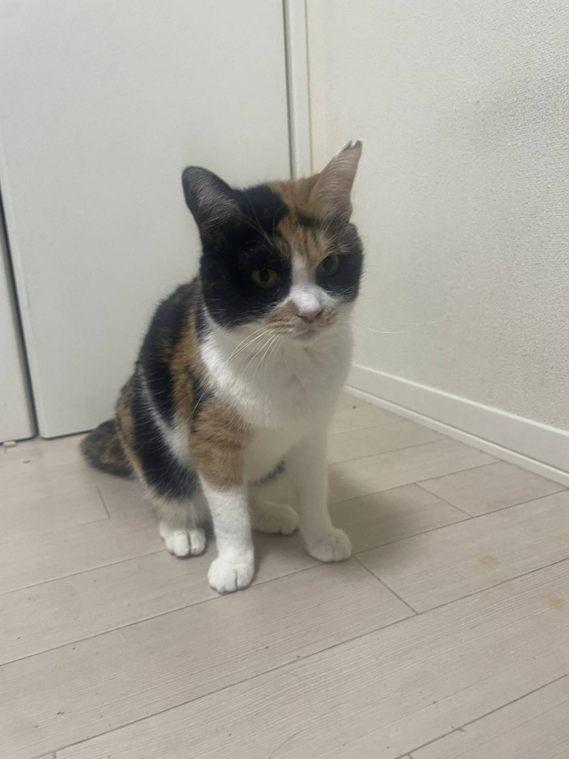 pet-image-2
