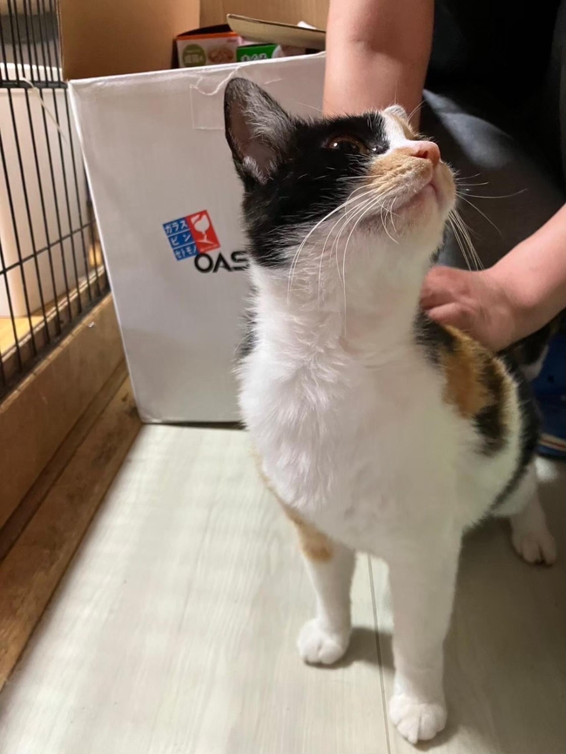 pet-image-4
