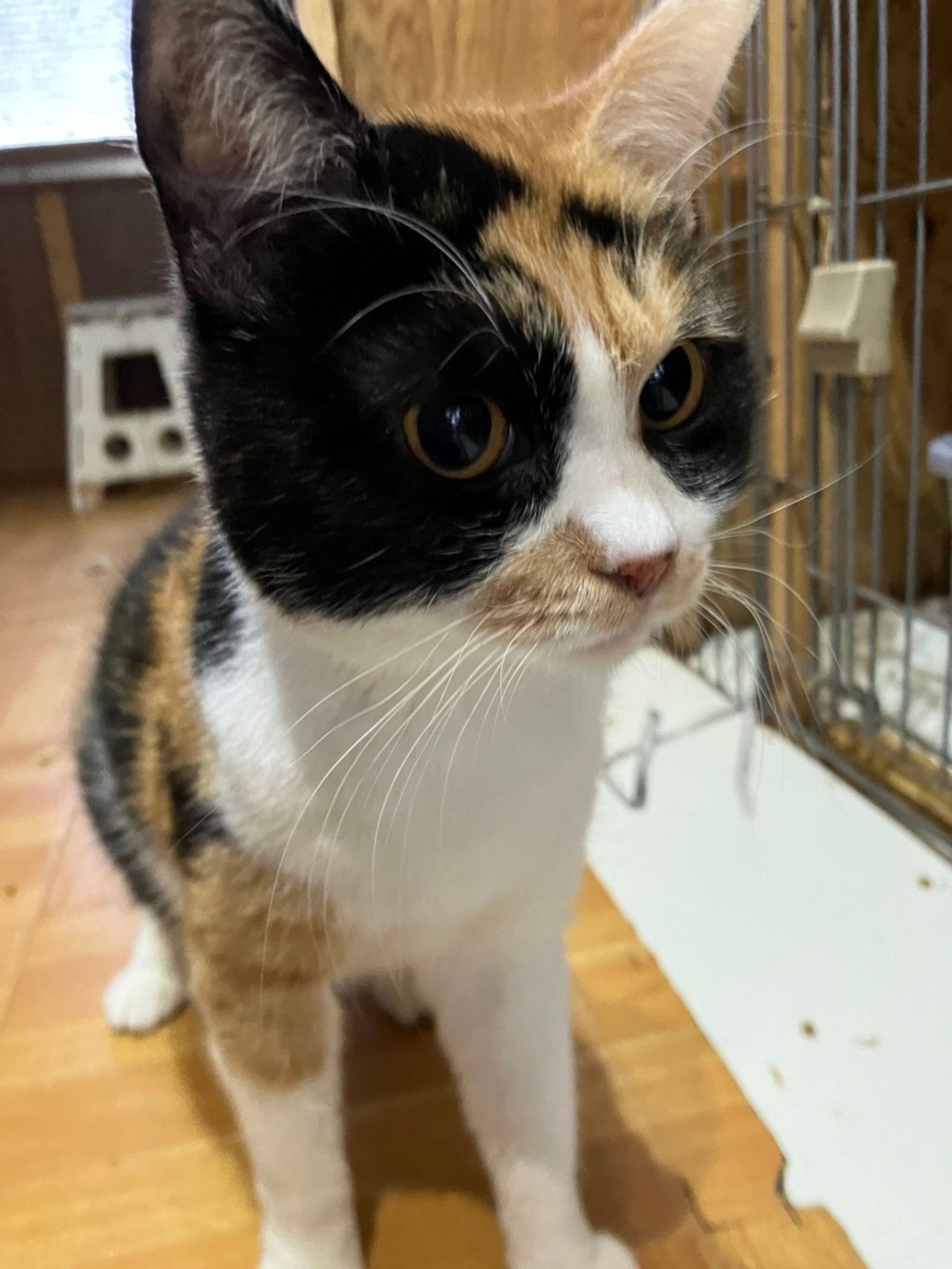雑種（ミックス猫）・メスの里親募集の写真