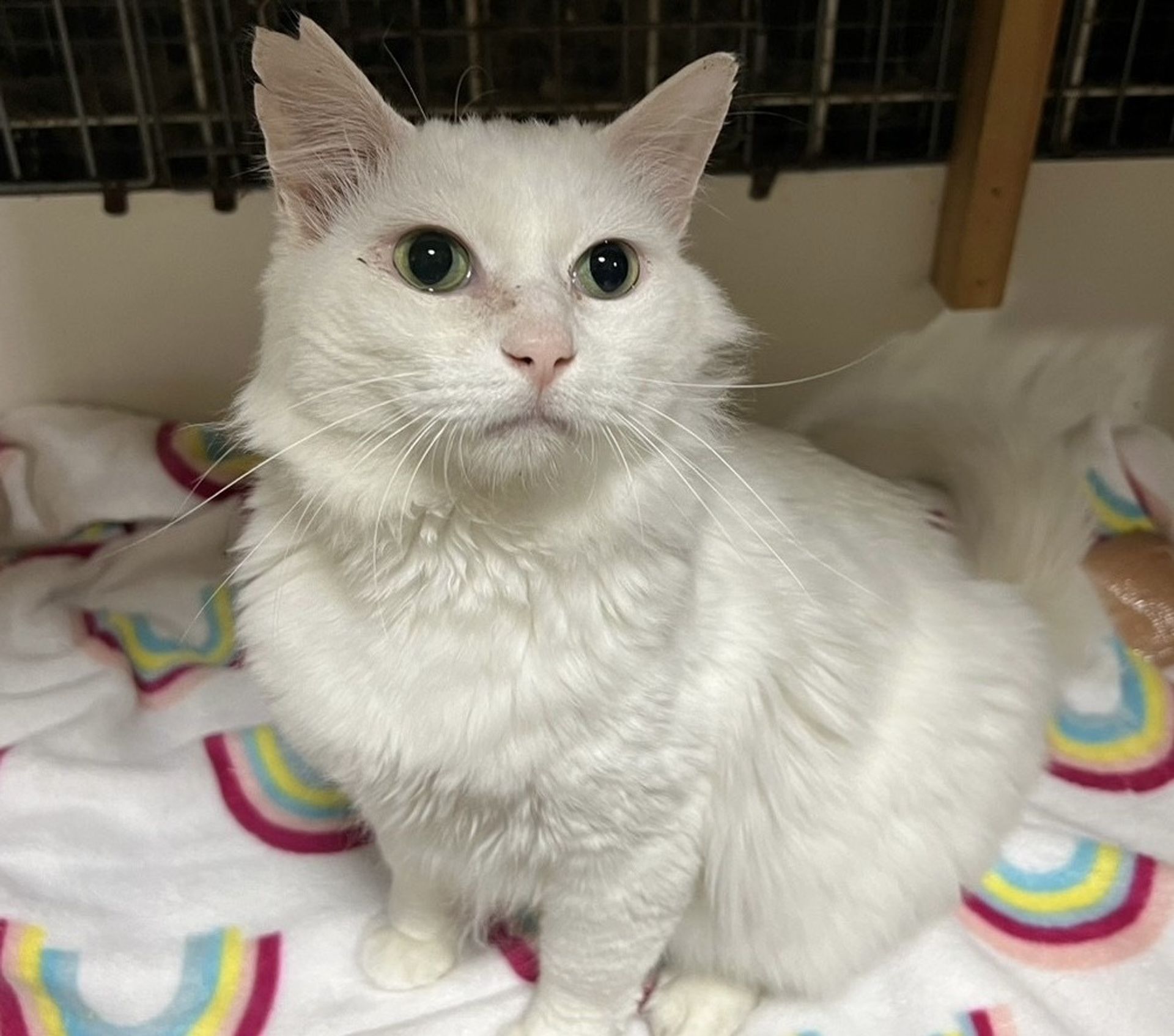 雑種（ミックス猫）・オスの里親募集の写真