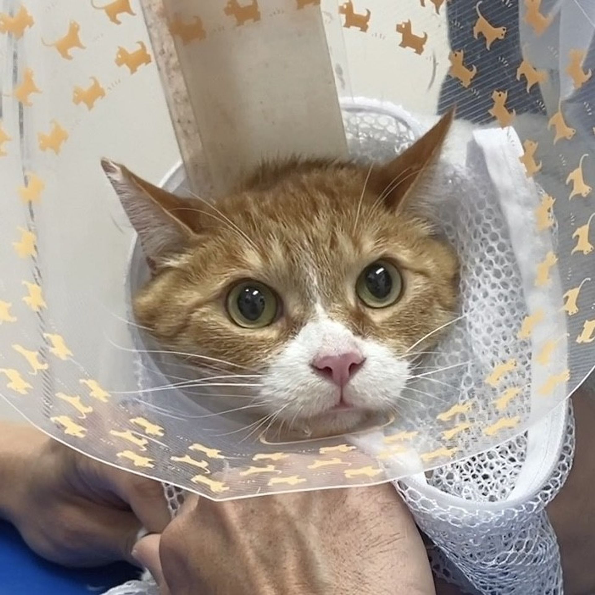 雑種（ミックス猫）・オスの里親募集の写真