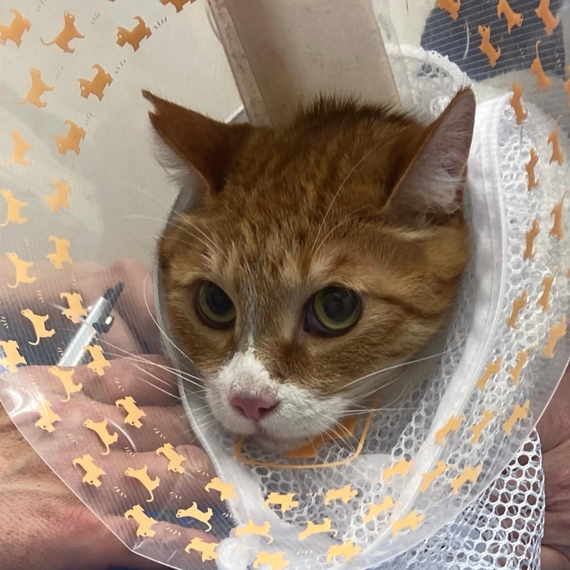 pet-image-4