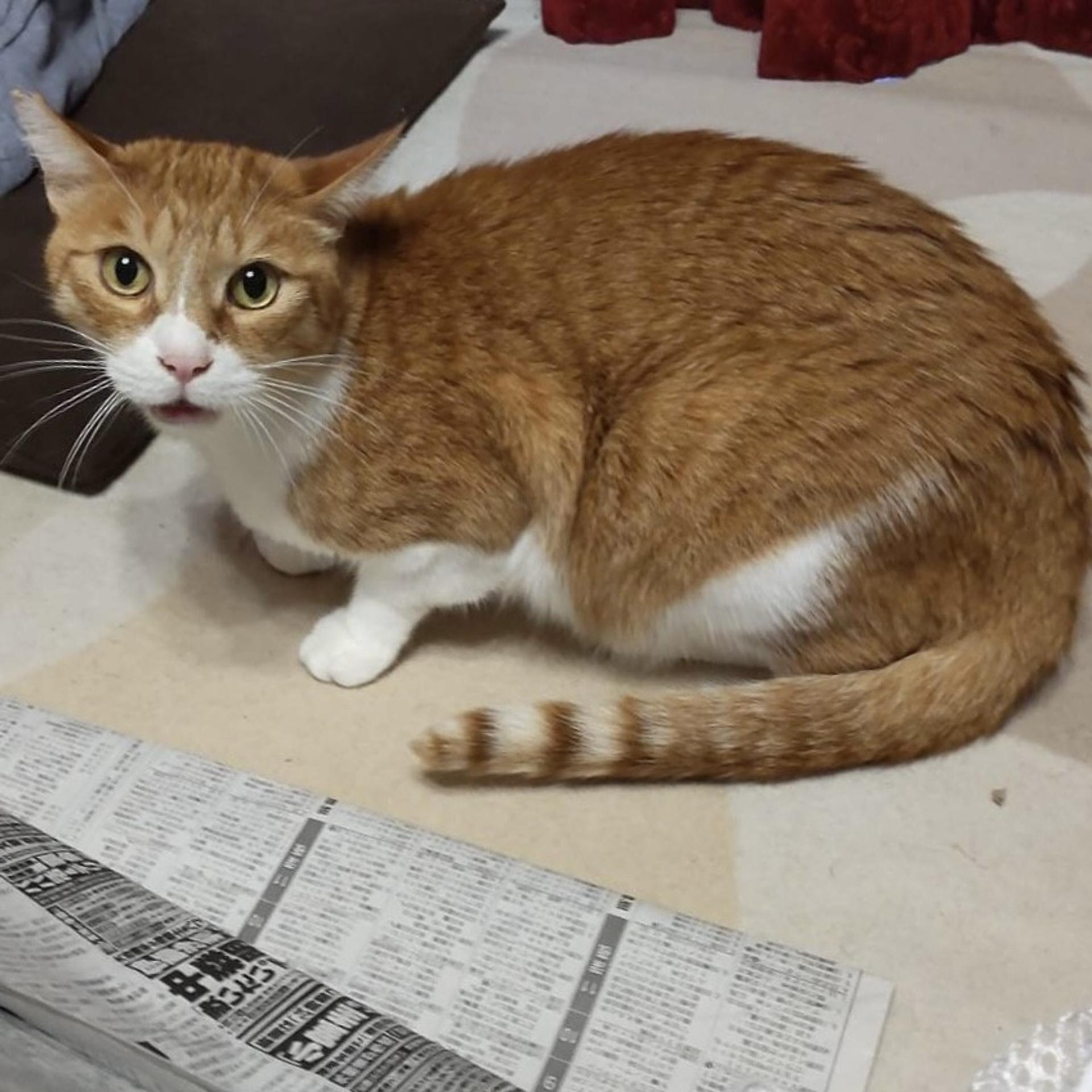 pet-image-2