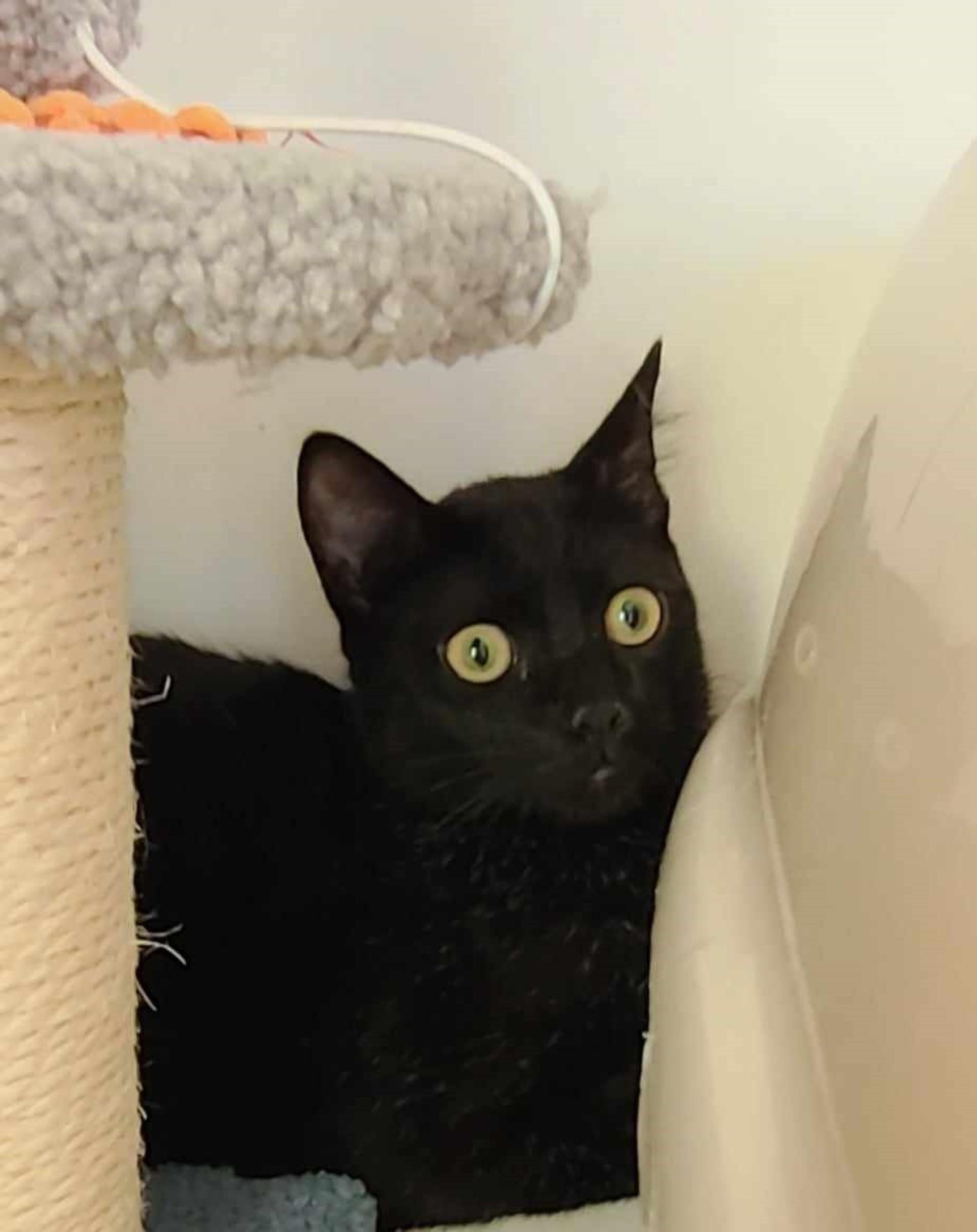 pet-image-3