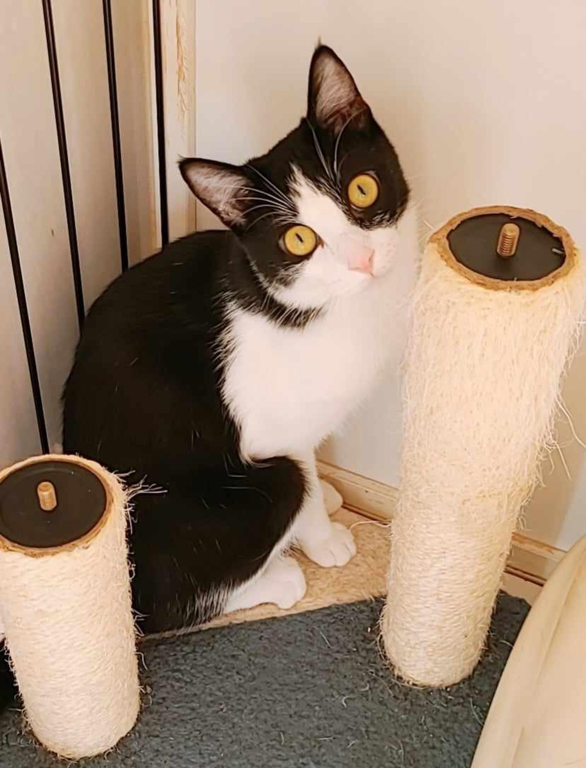 pet-image-3