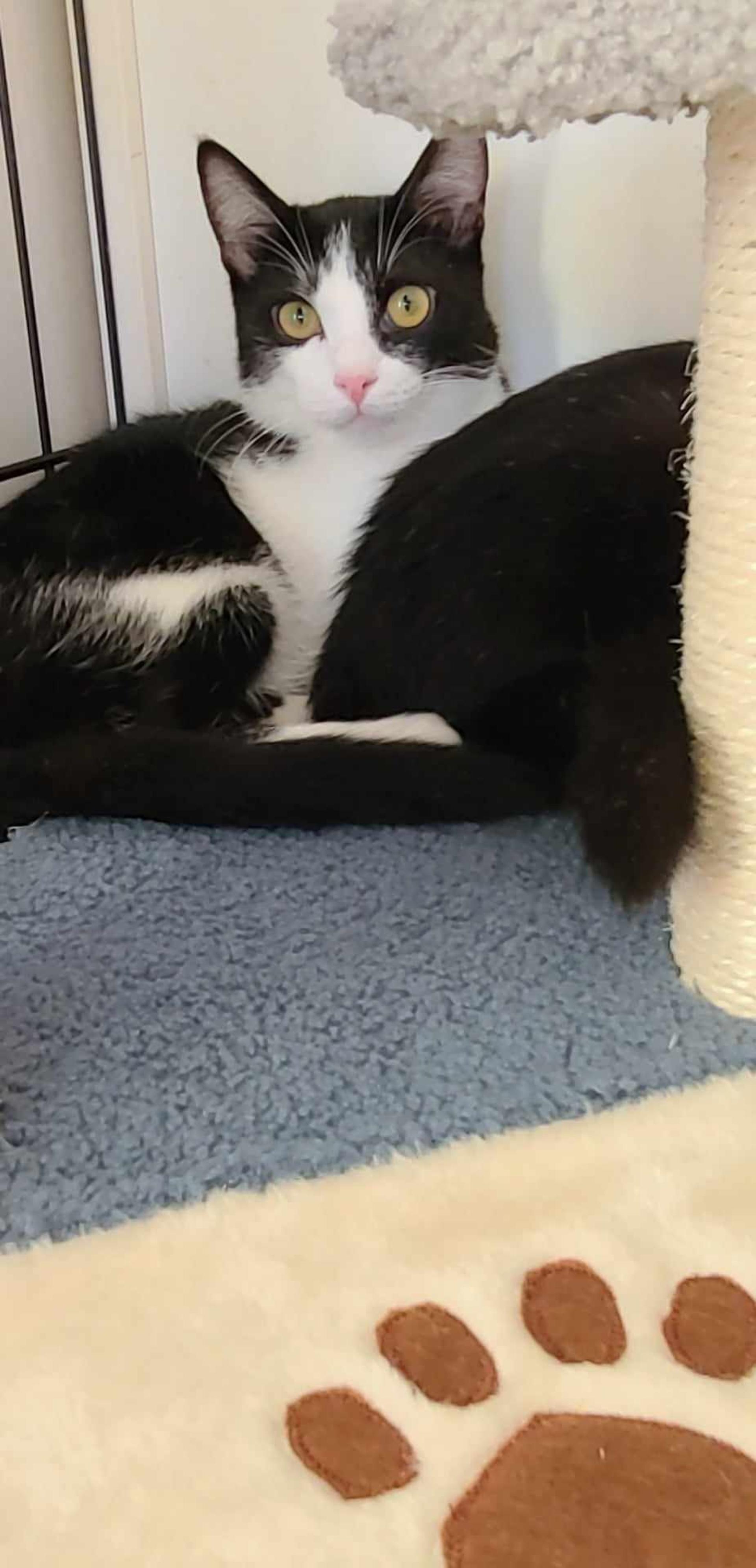 pet-image-4