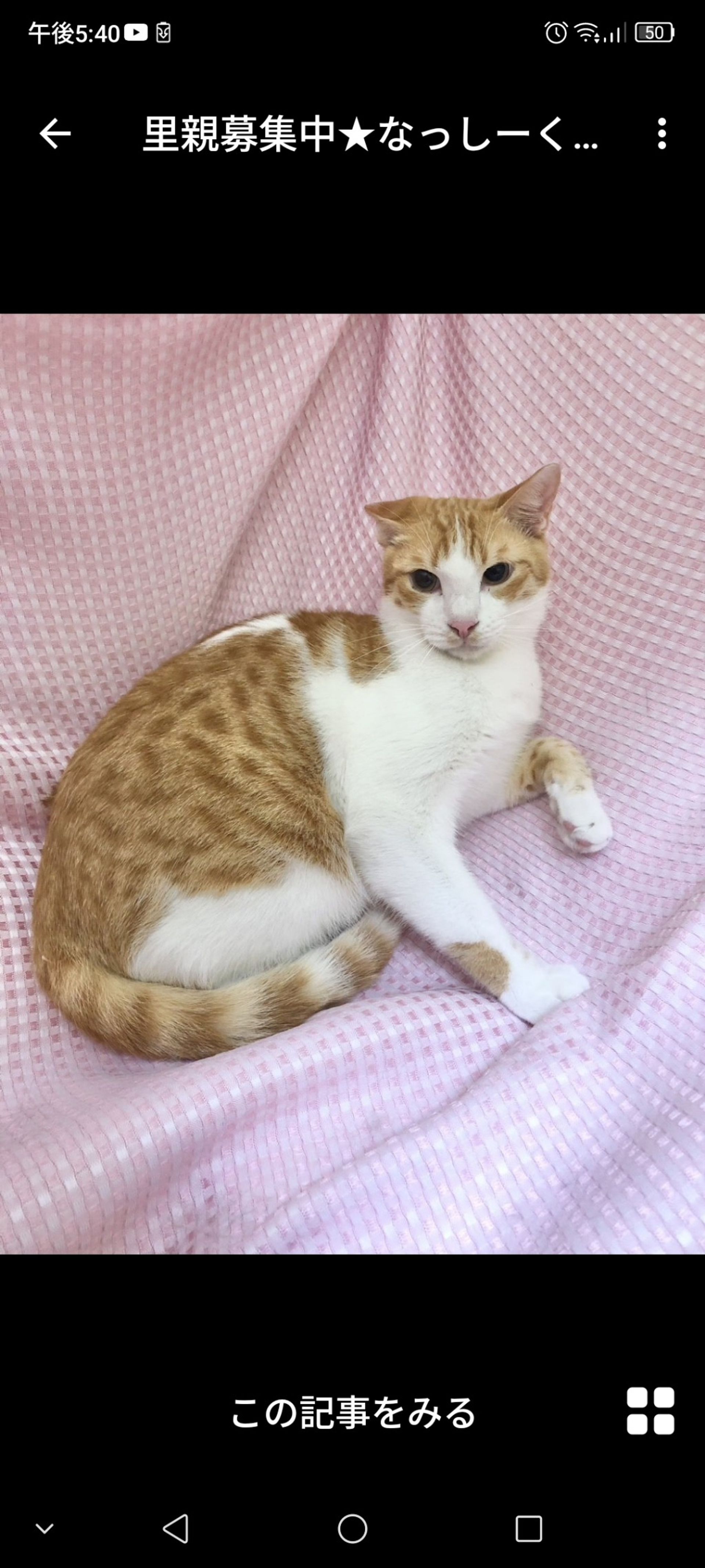 雑種（ミックス猫）・オスの里親募集の写真