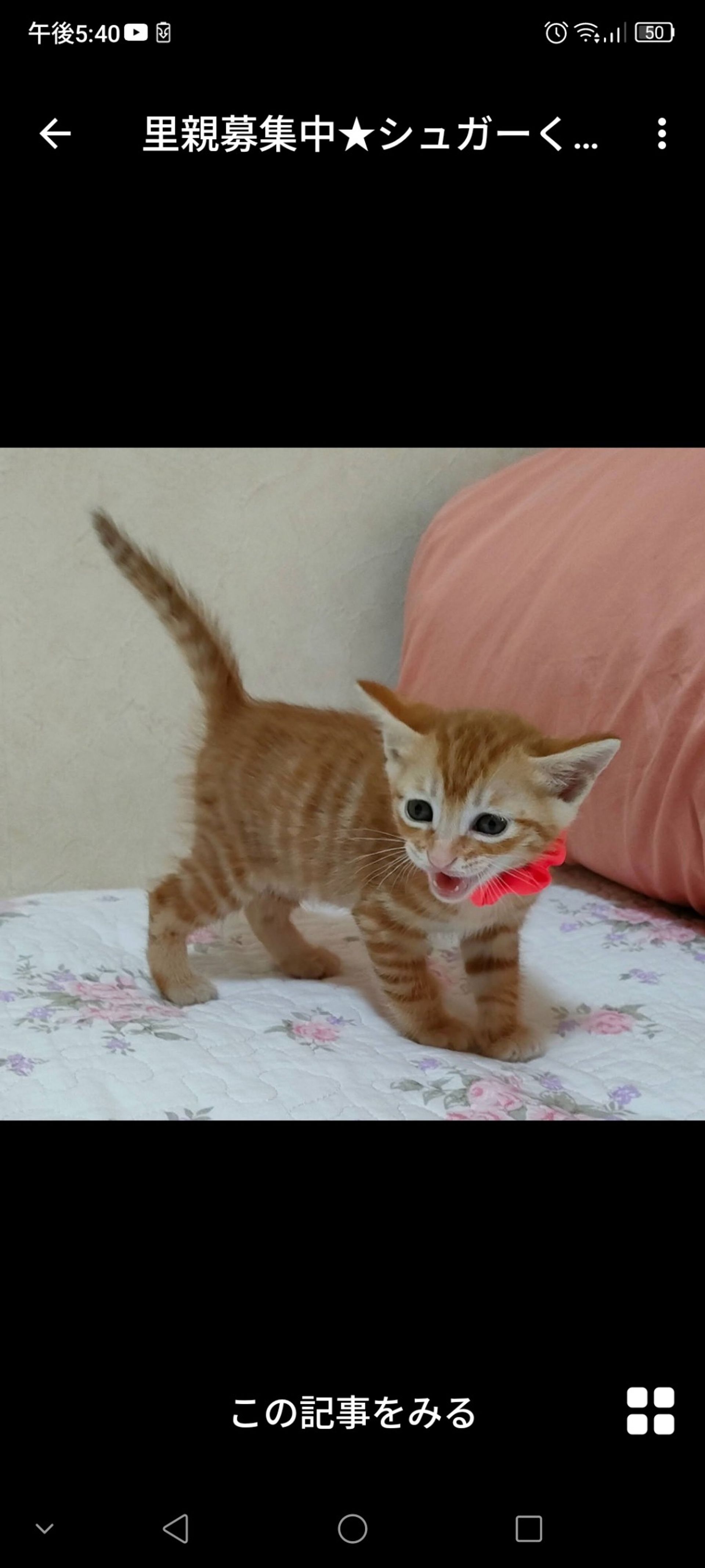 雑種（ミックス猫）・オスの里親募集の写真