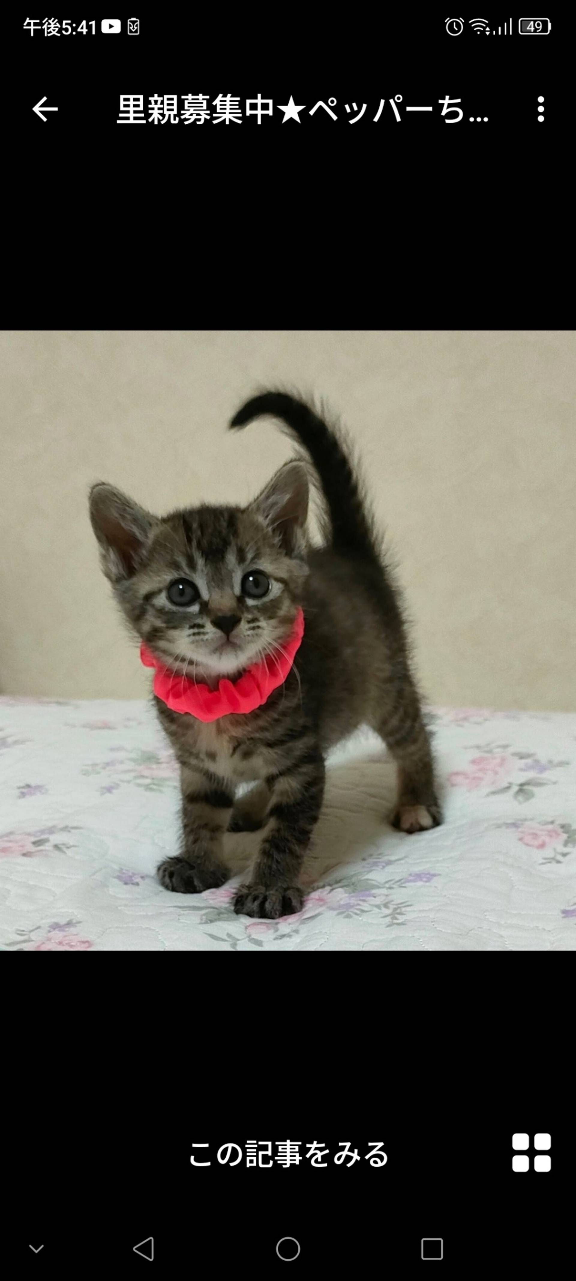 雑種（ミックス猫）・メスの里親募集の写真