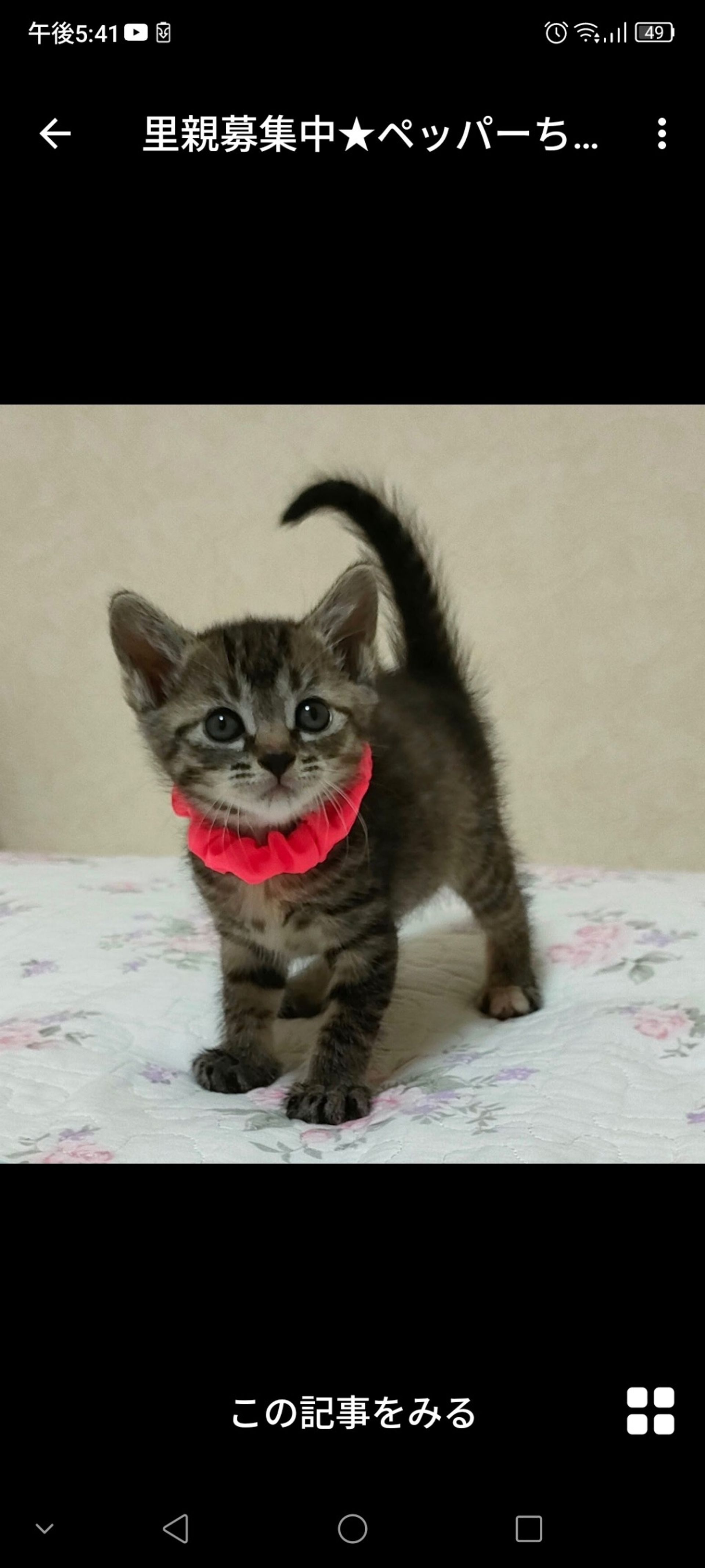 雑種（ミックス猫）・メスの里親募集の写真
