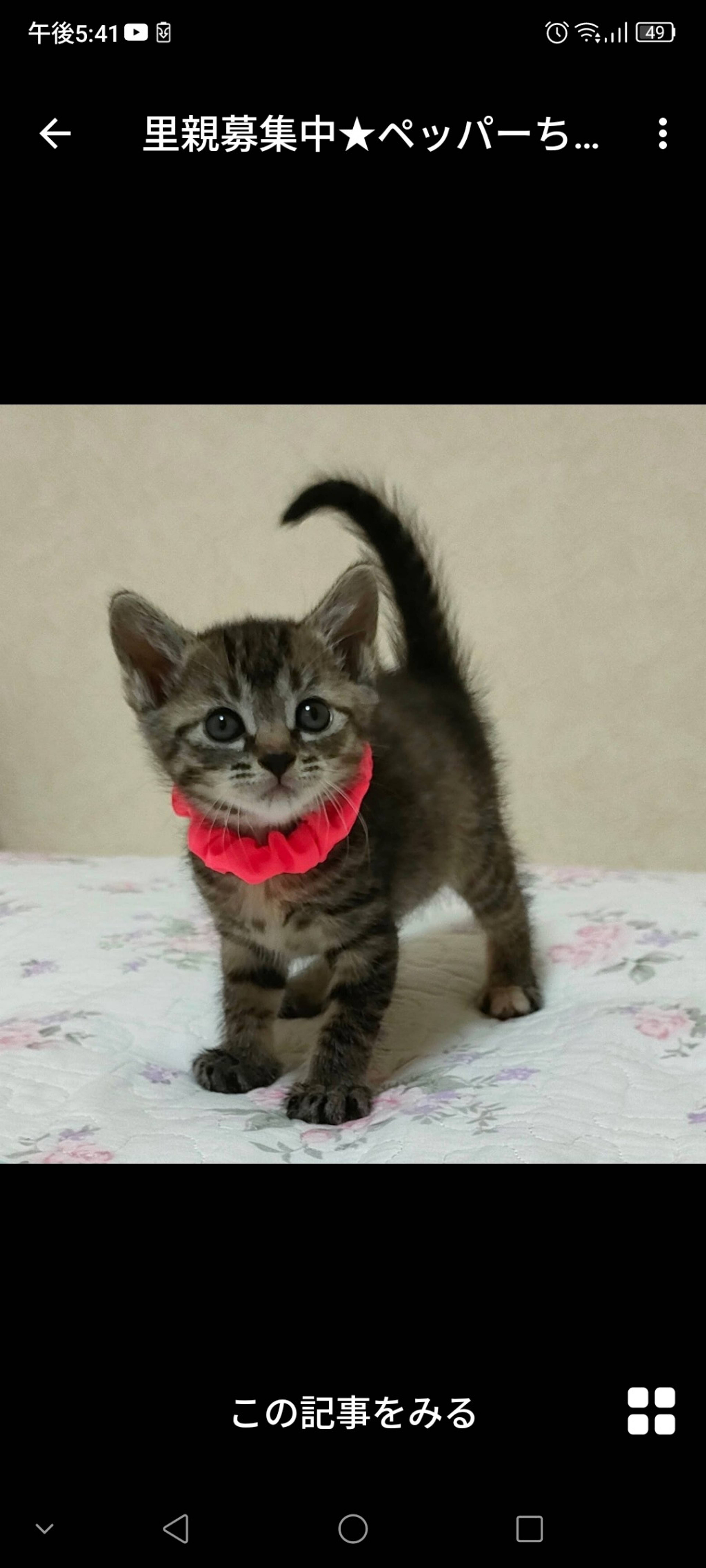 雑種（ミックス猫）・メスの里親募集の写真