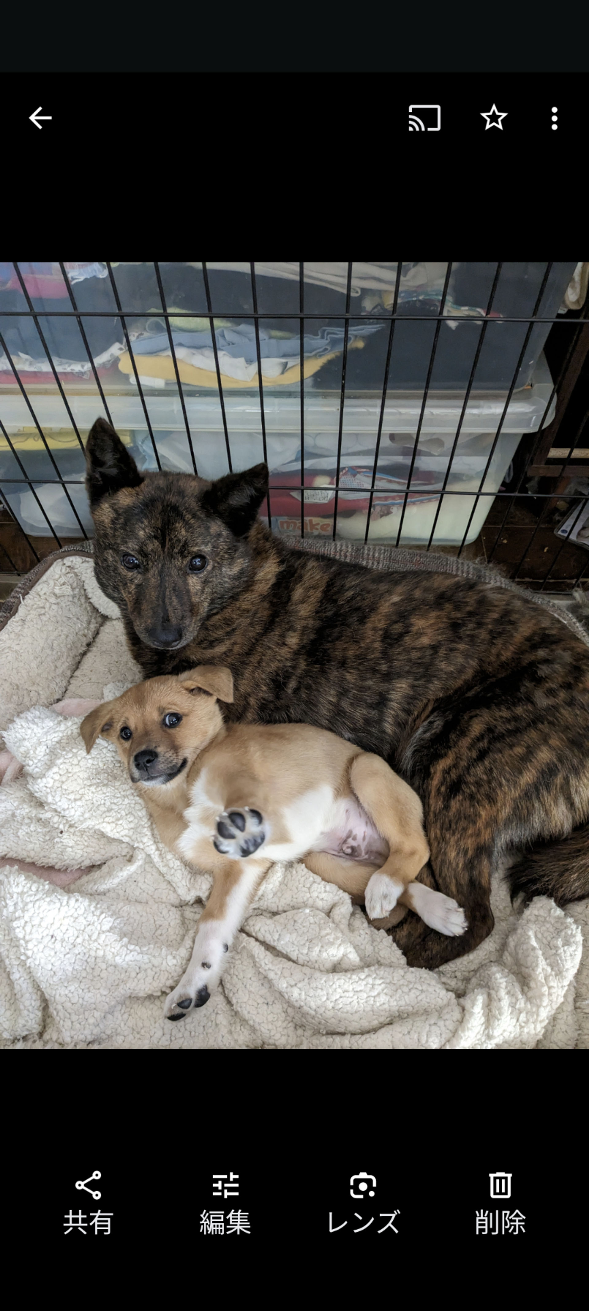 甲斐犬・メスの里親募集の写真