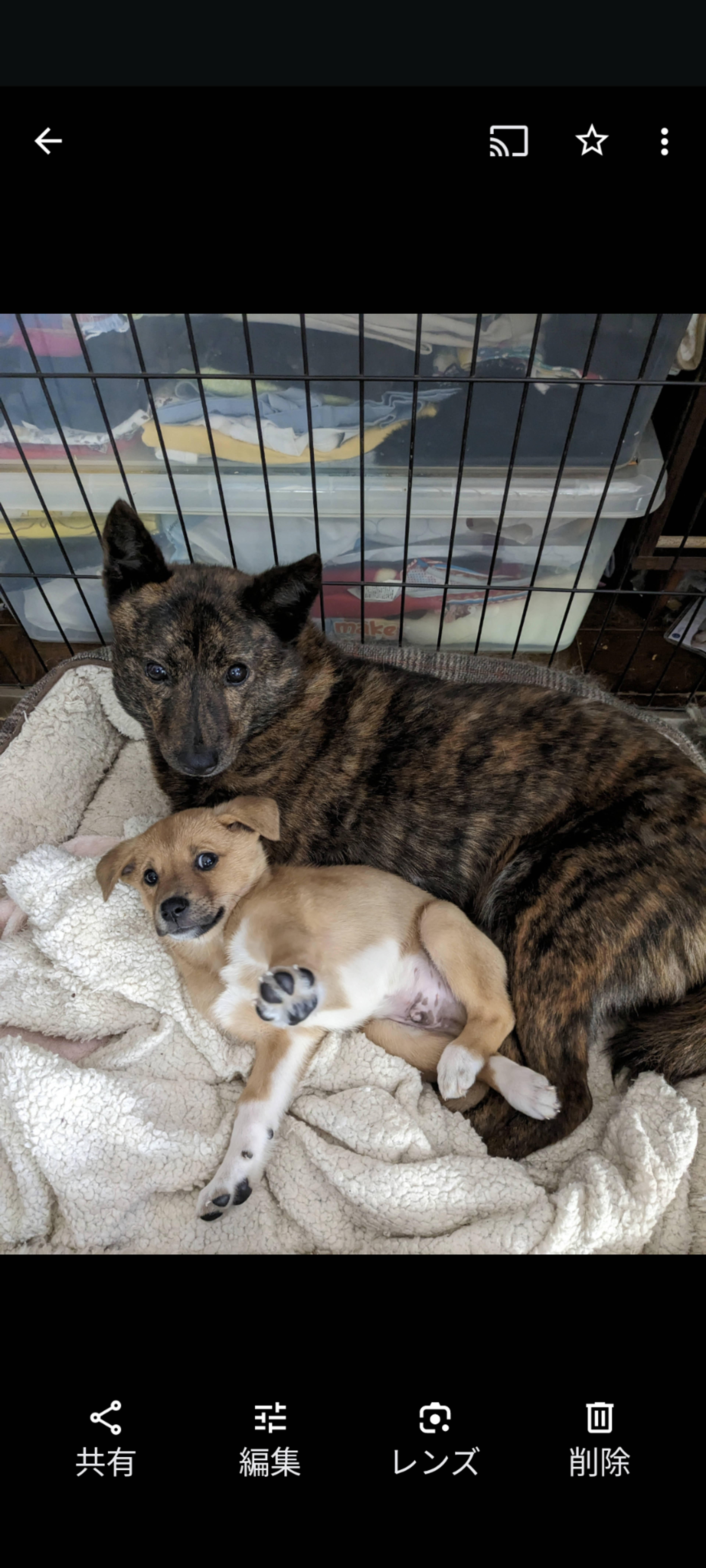 甲斐犬・メスの里親募集の写真