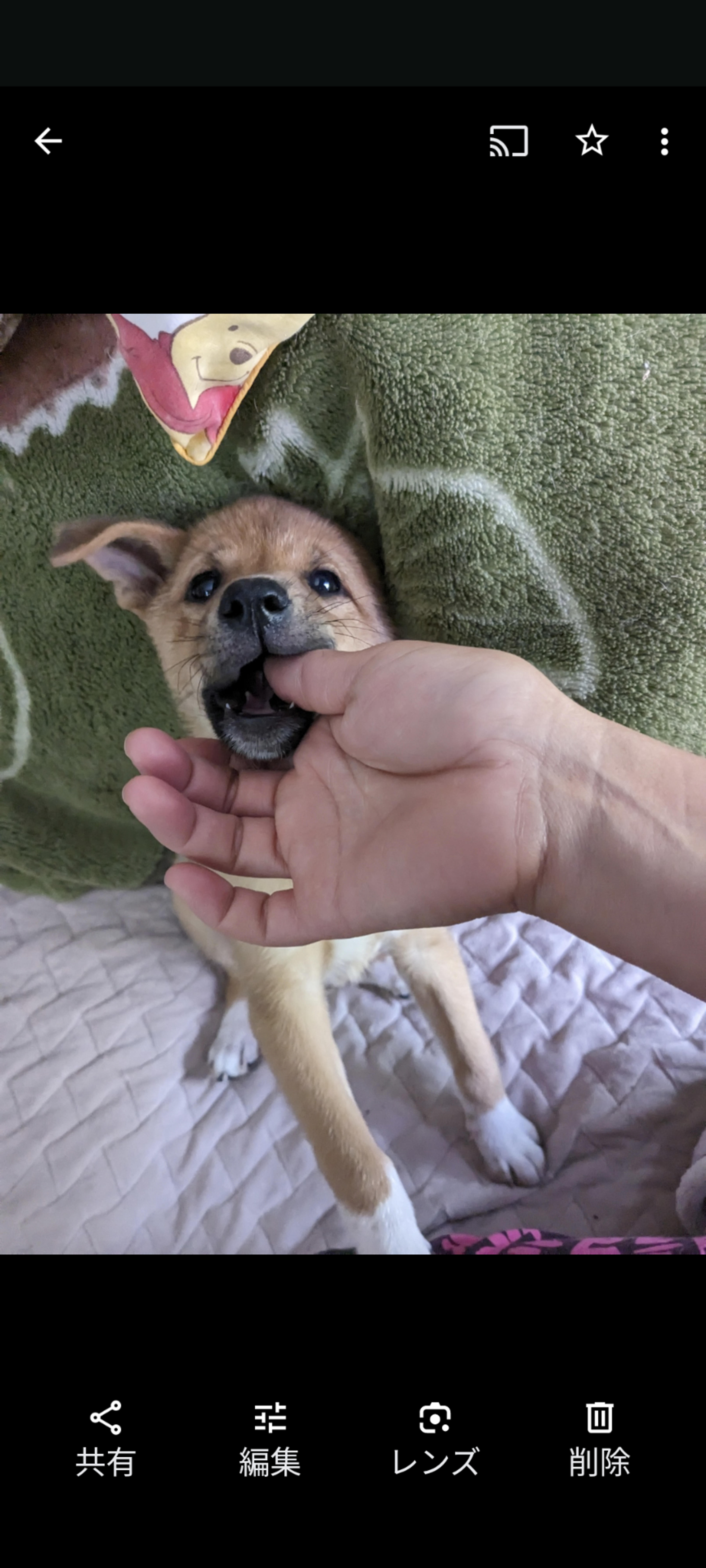 pet-image-5