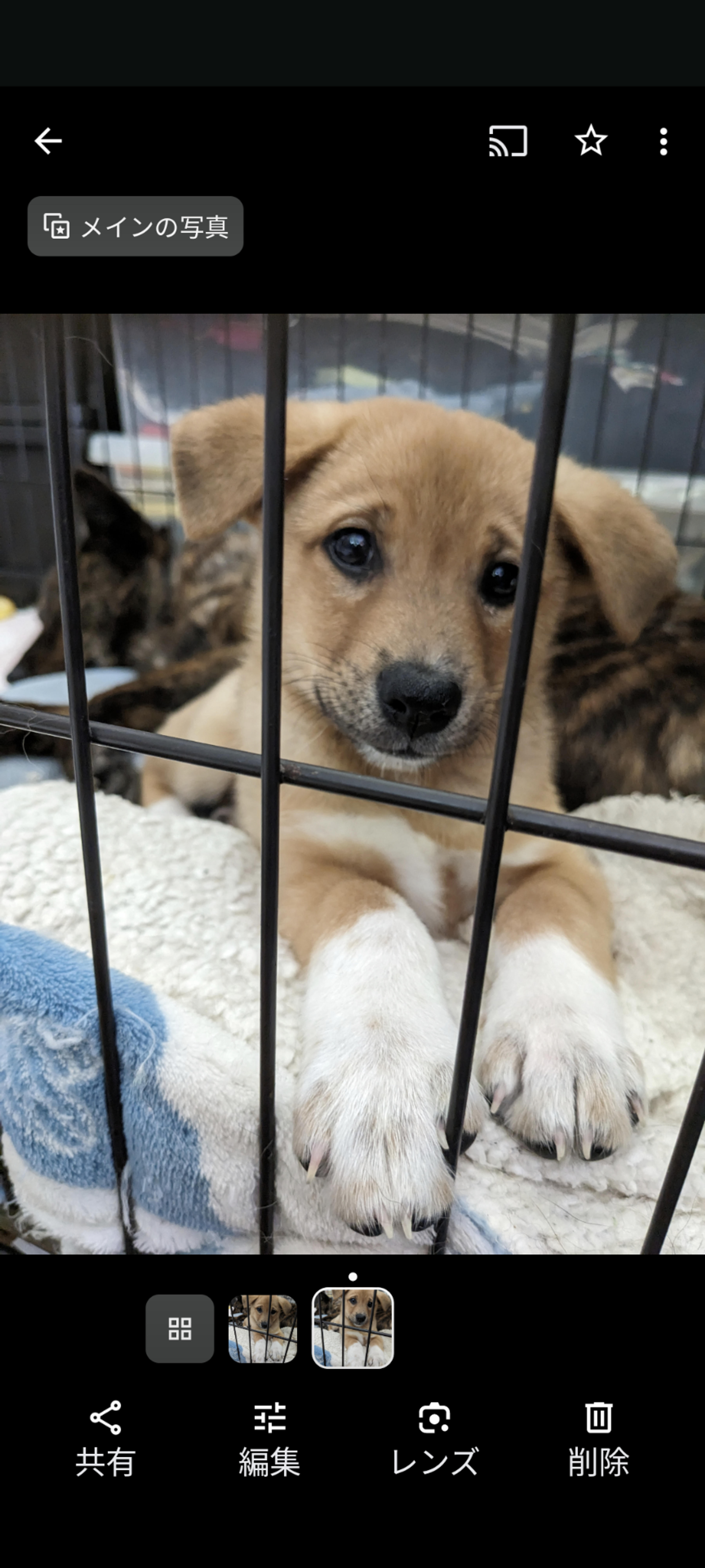 pet-image-4