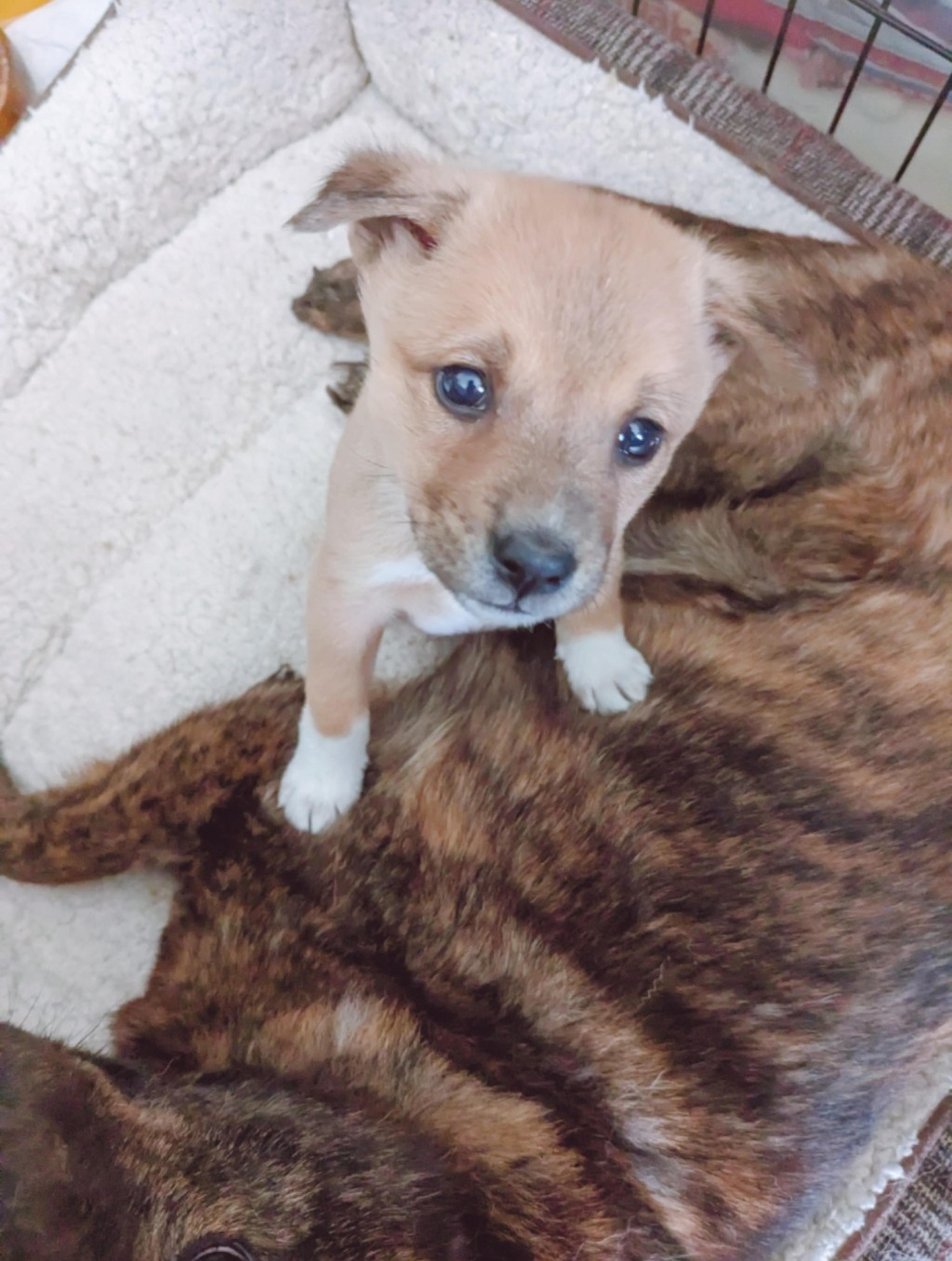 pet-image-2