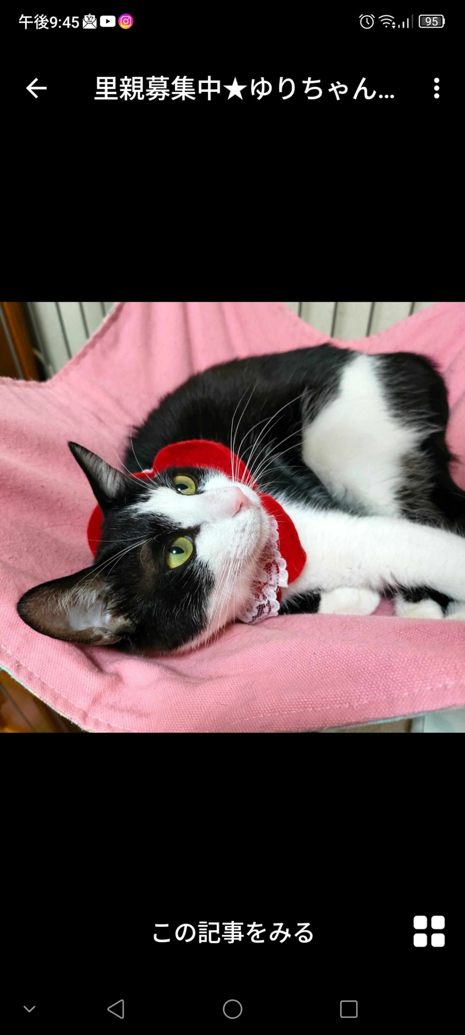 pet-image-2