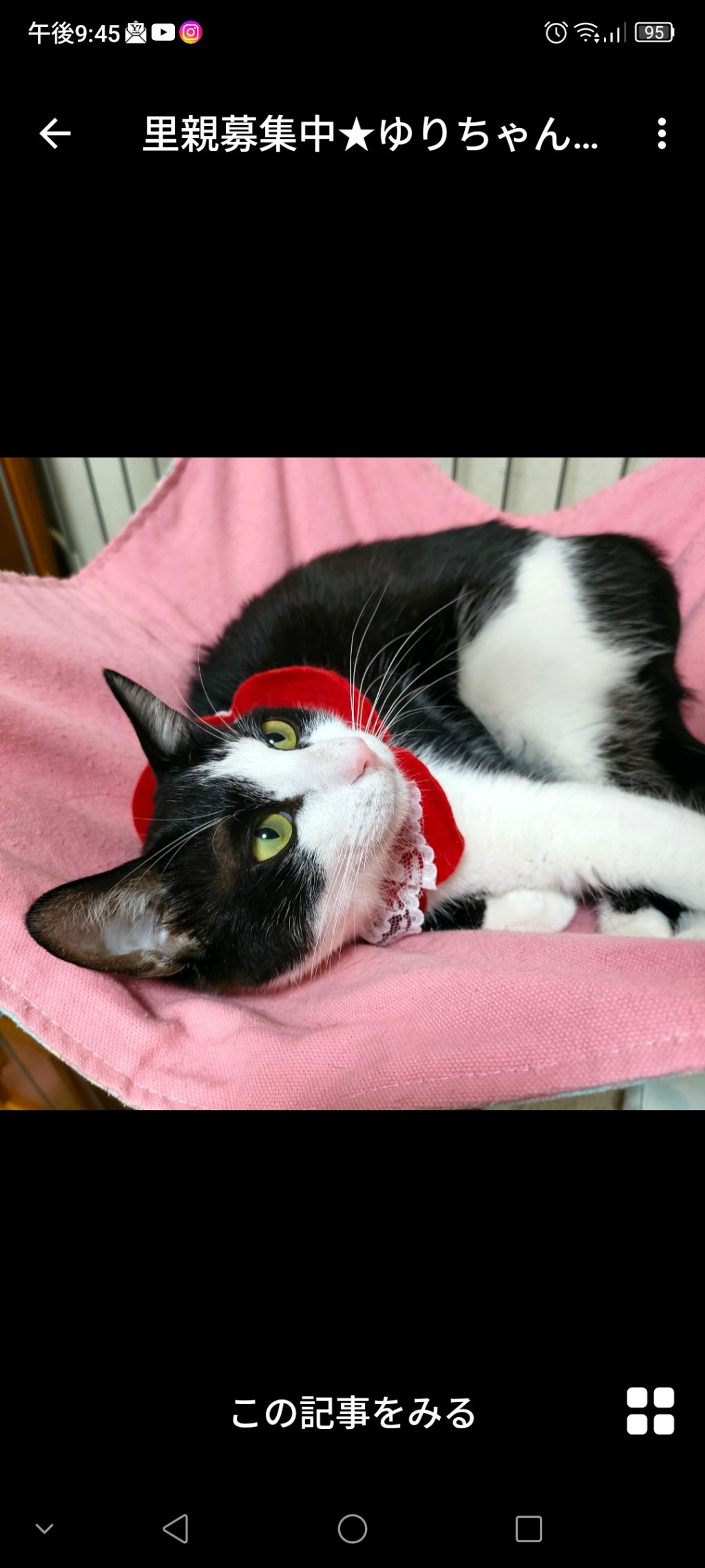 pet-image-2