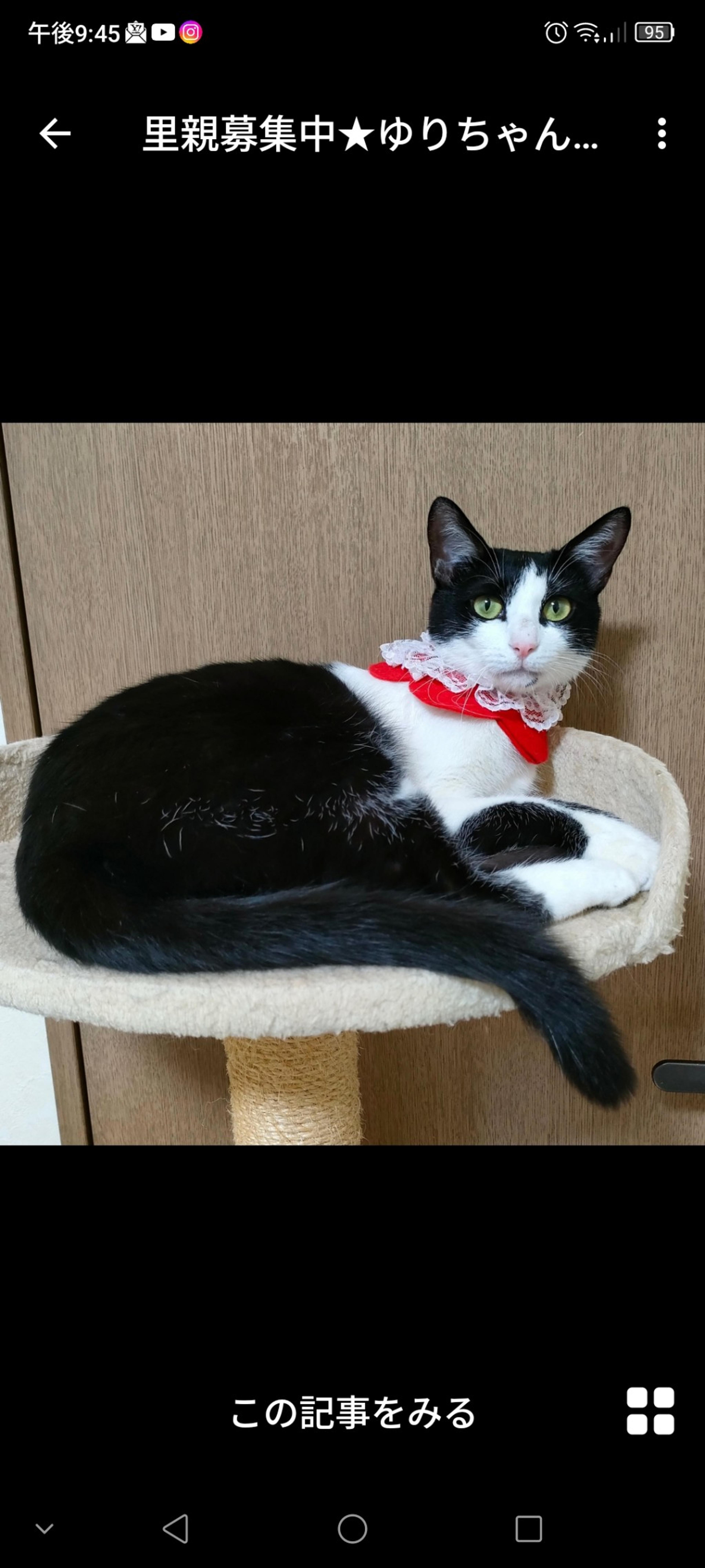 pet-image-3