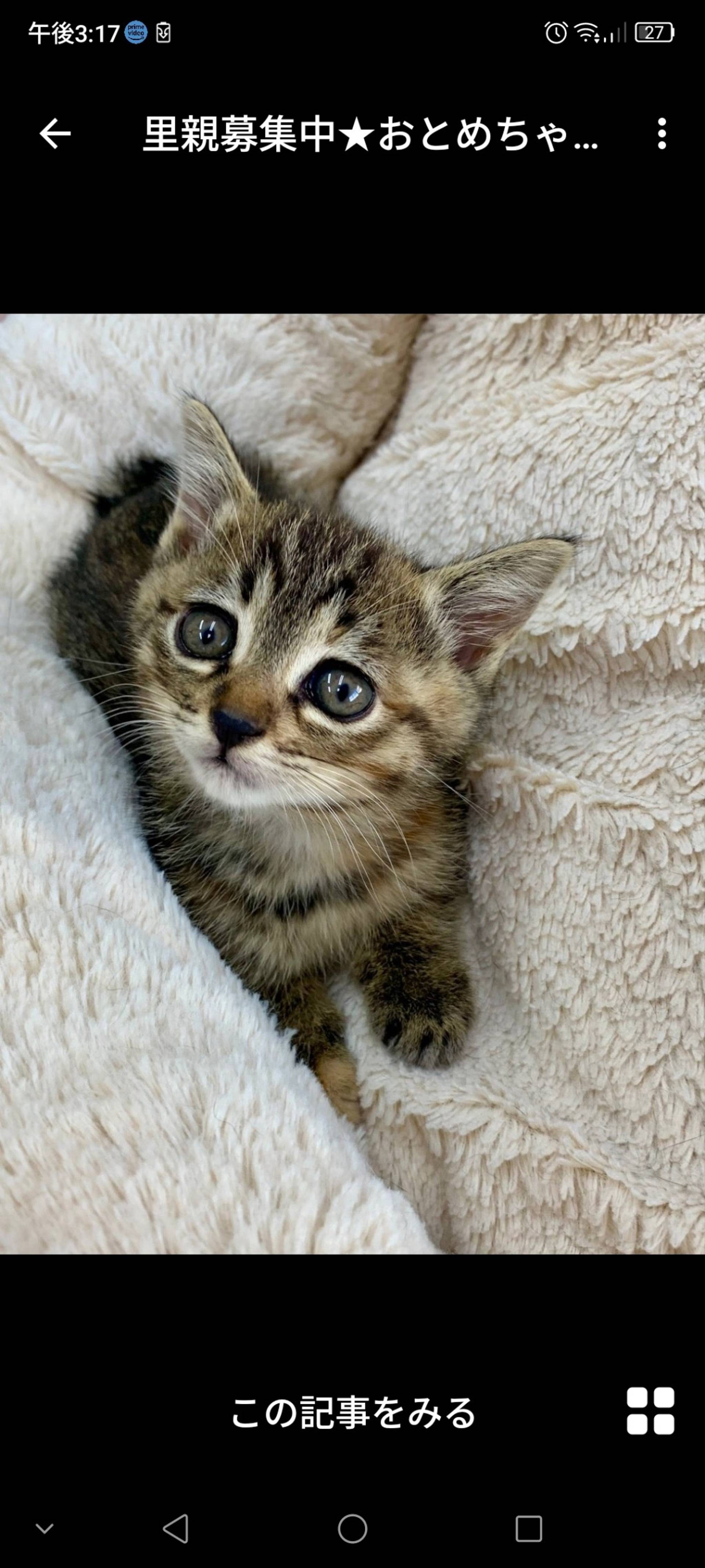 雑種（ミックス猫）・メスの里親募集の写真