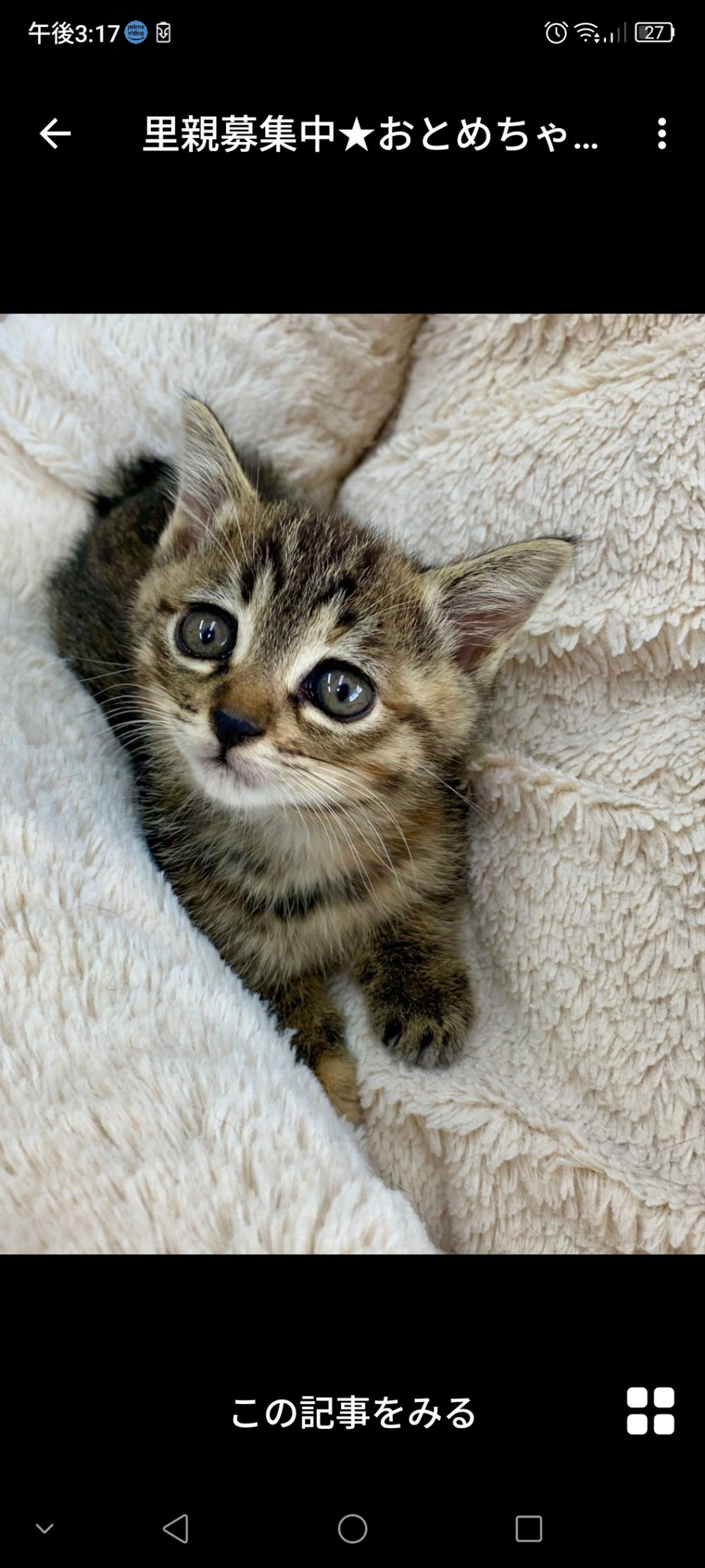 雑種（ミックス猫）・メスの里親募集の写真
