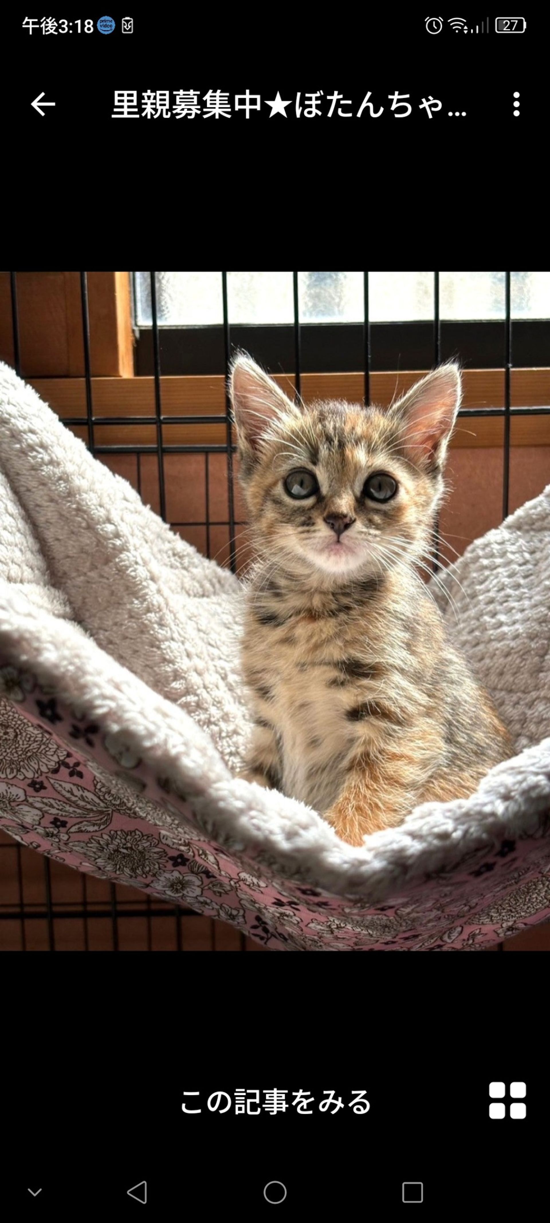 雑種（ミックス猫）・メスの里親募集の写真
