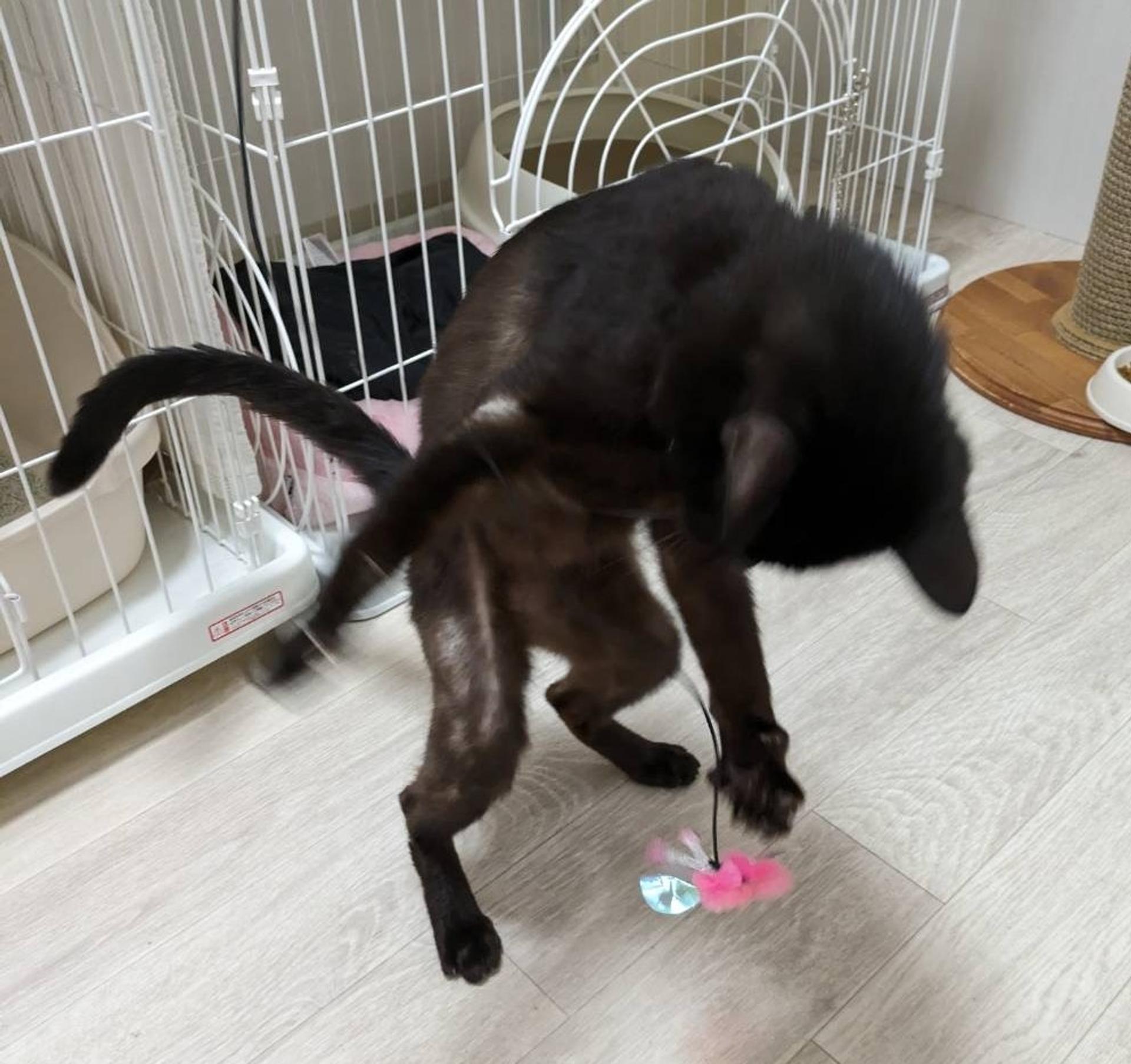 pet-image-9