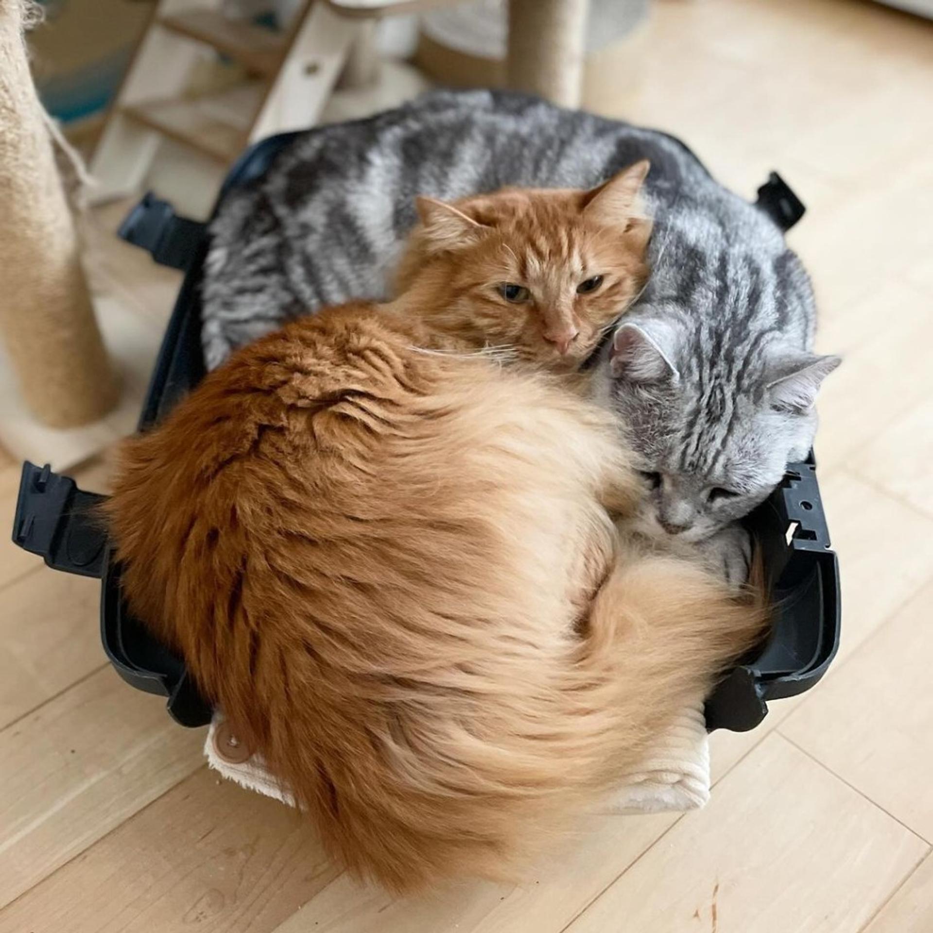 pet-image-5