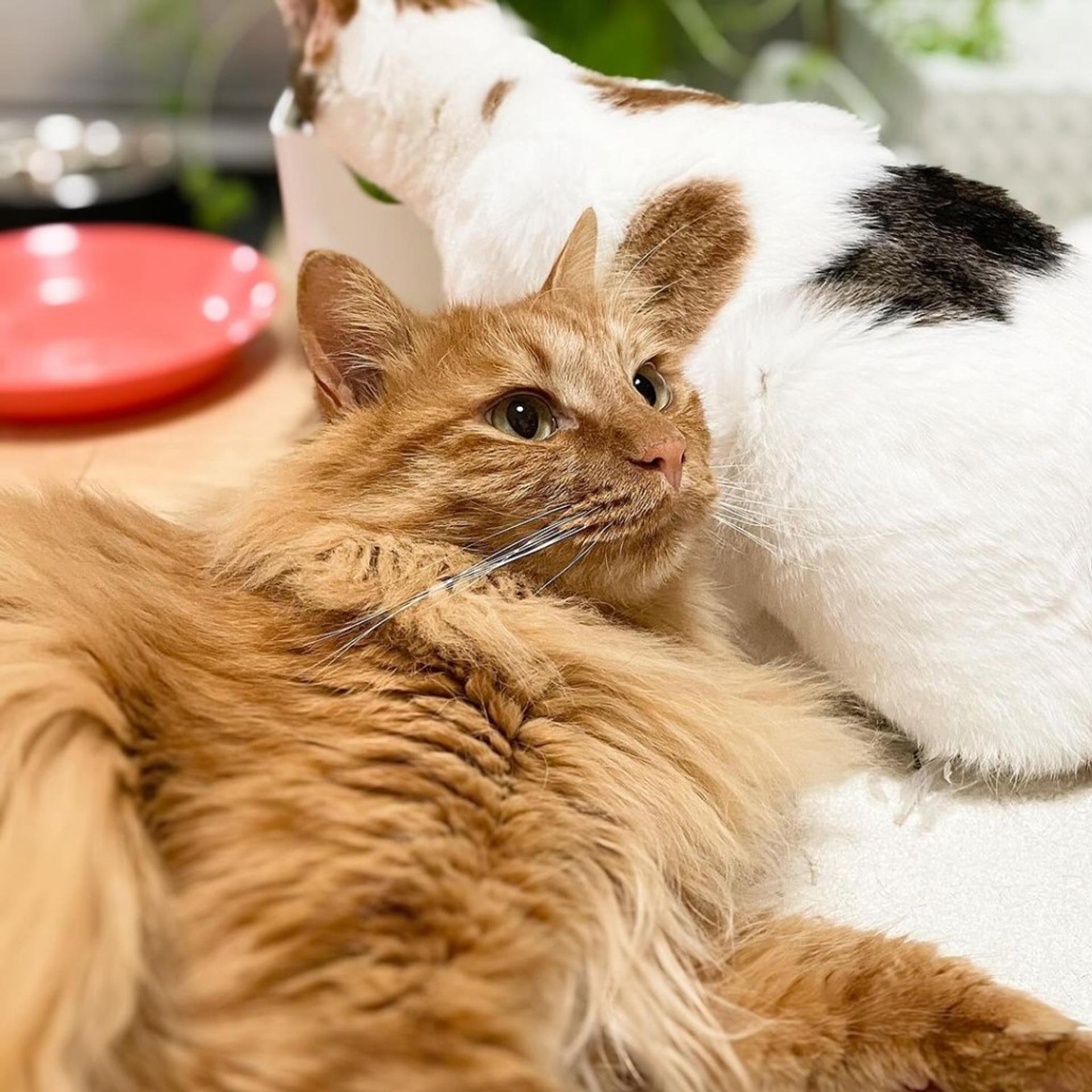 pet-image-3