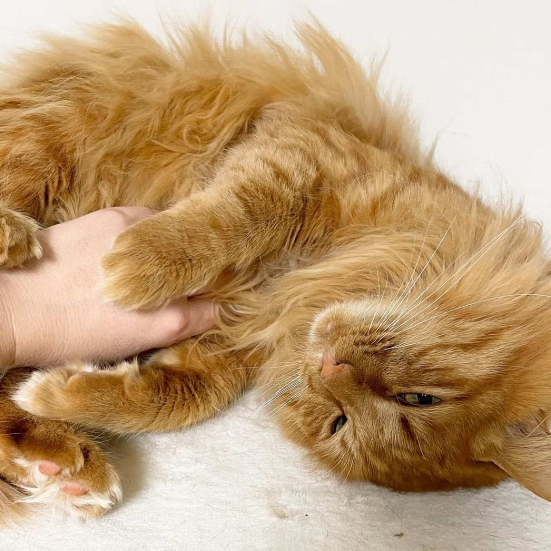 雑種（ミックス猫）・オスの里親募集の写真