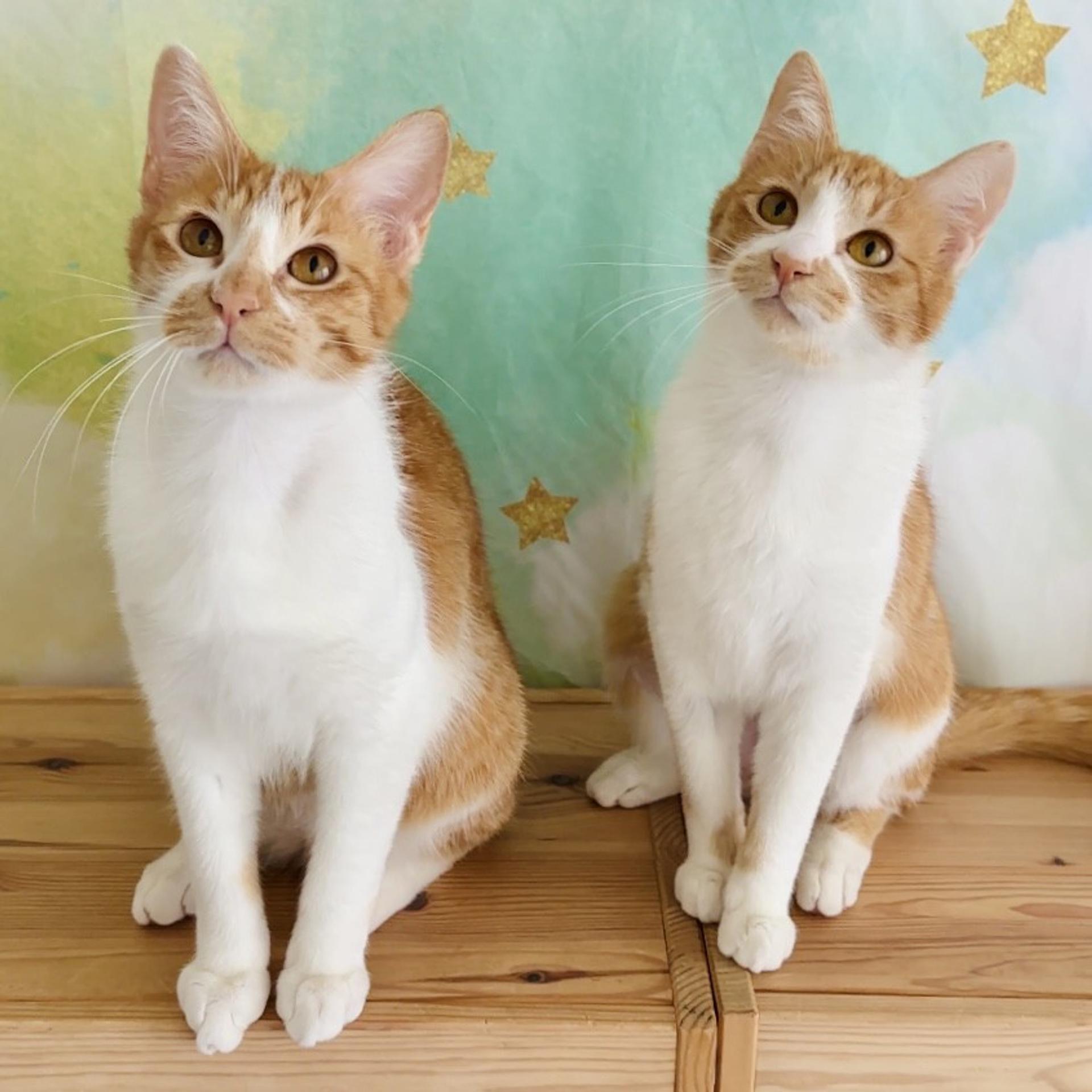 pet-image-8