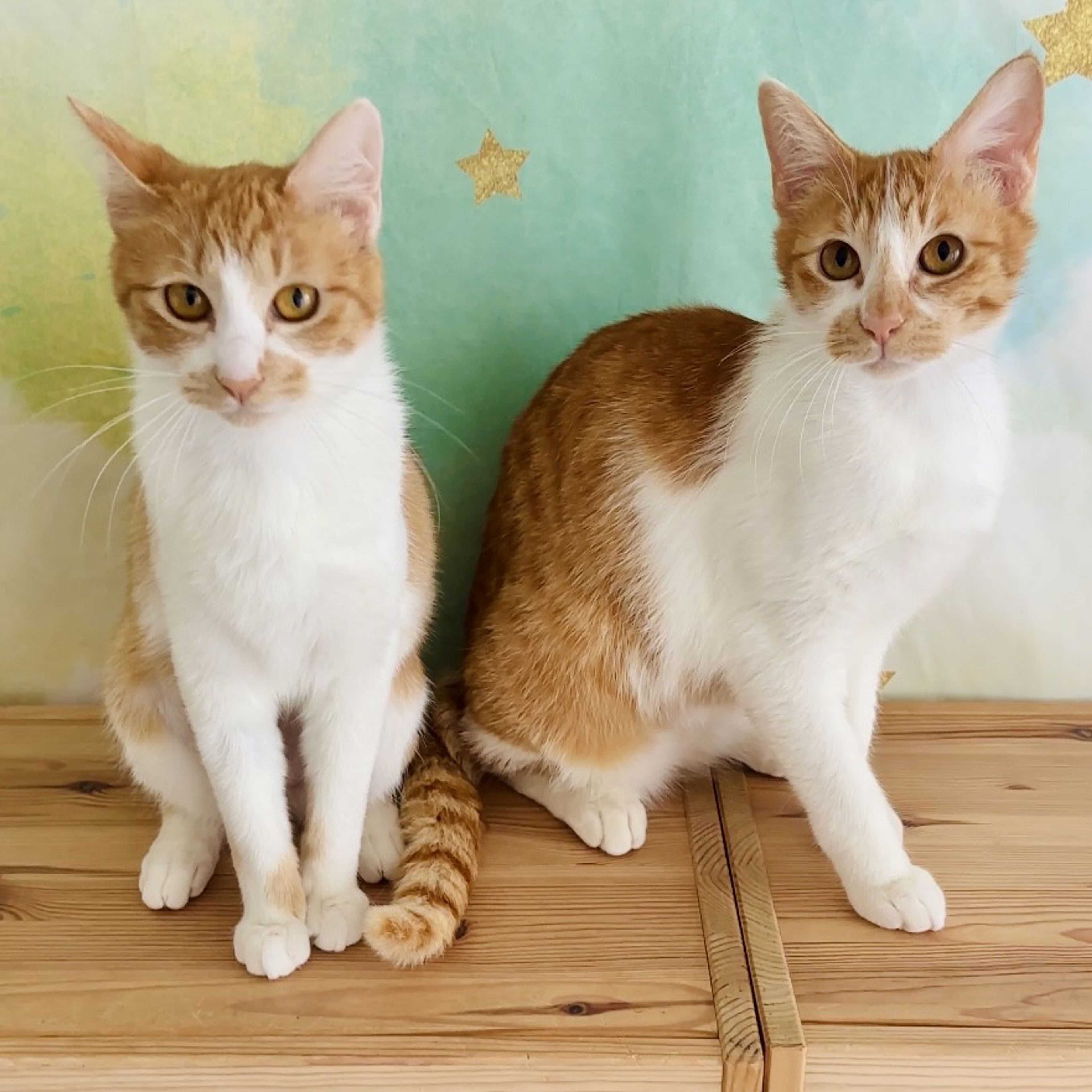 pet-image-10