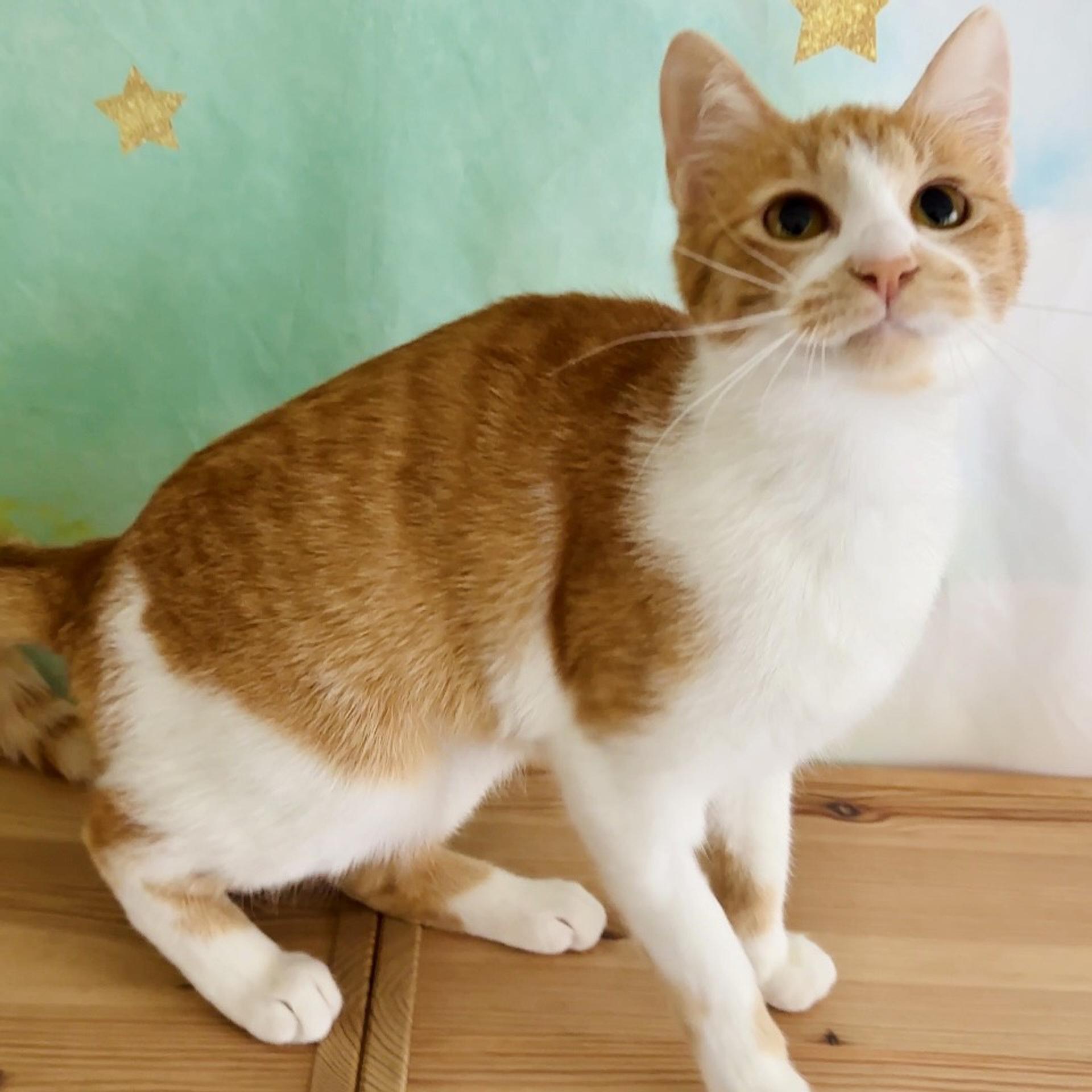 pet-image-4