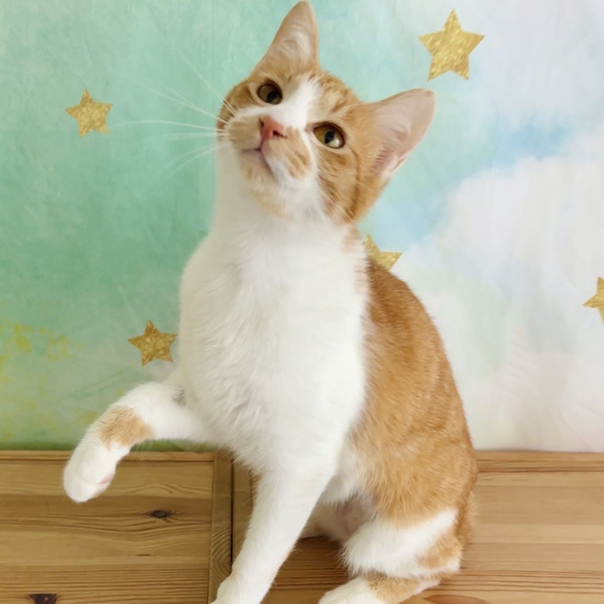 雑種（ミックス猫）・メスの里親募集の写真