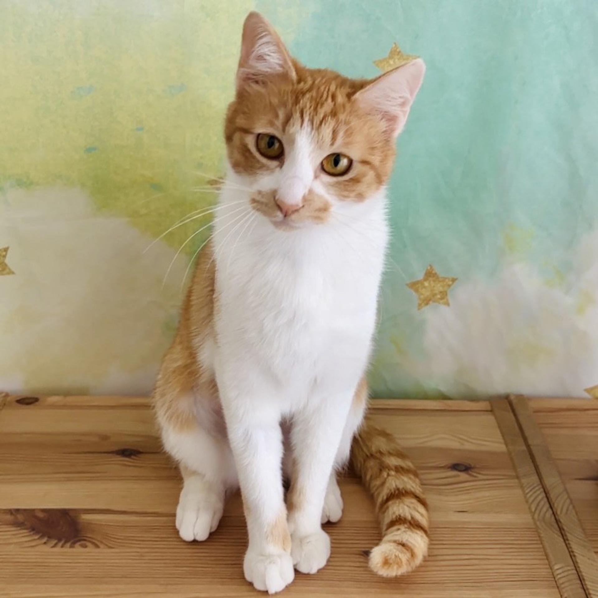 pet-image-2