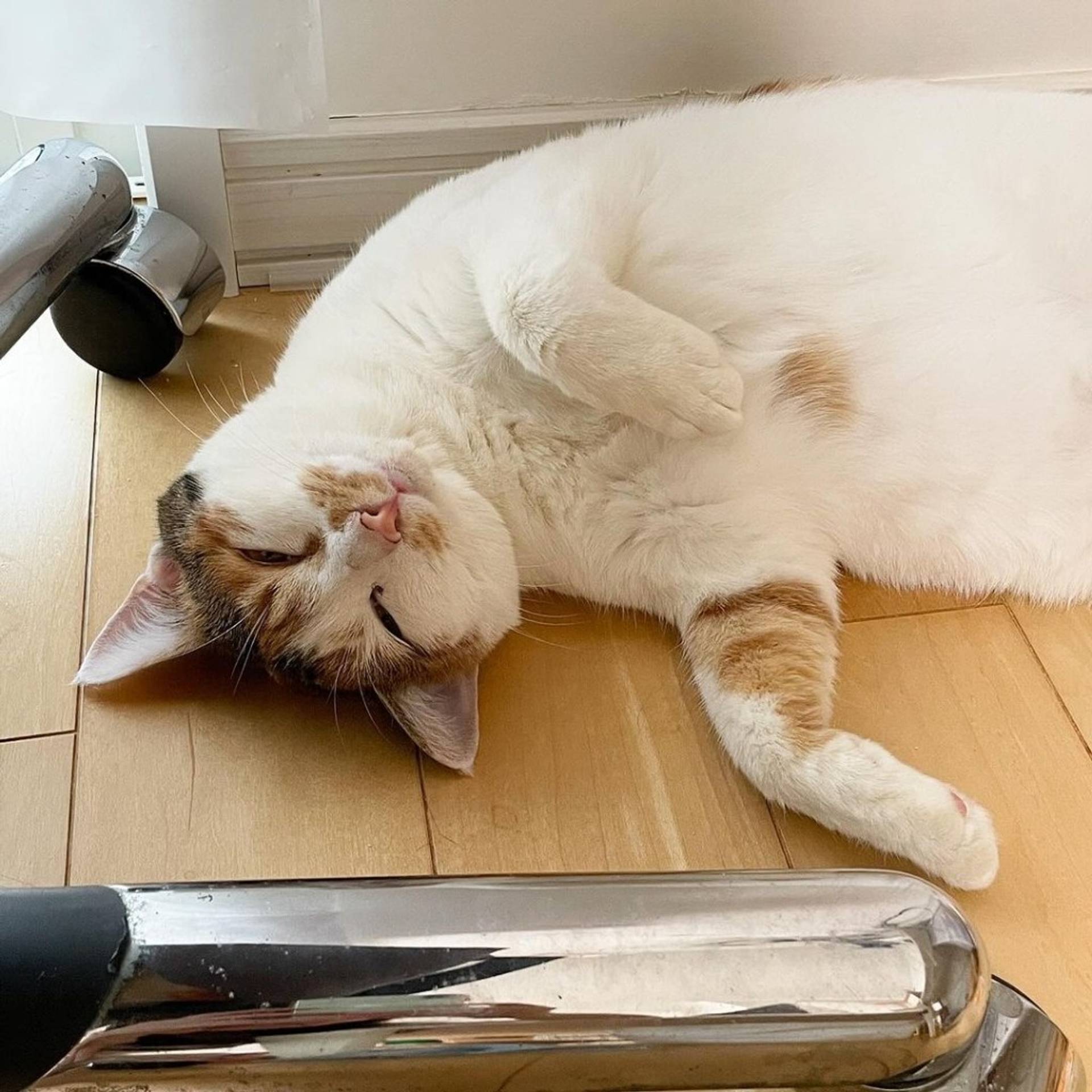 雑種（ミックス猫）・メスの里親募集の写真