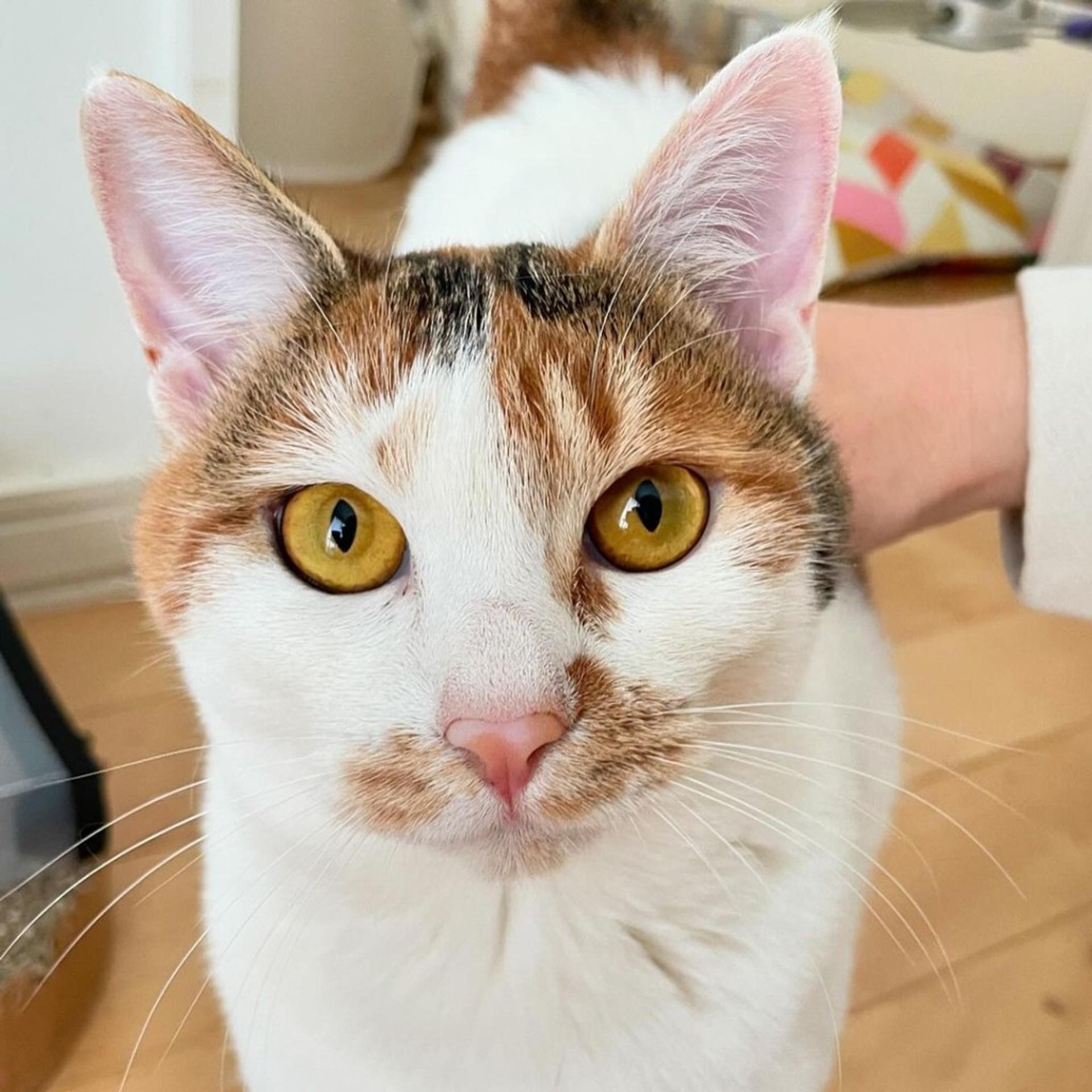 pet-image-5