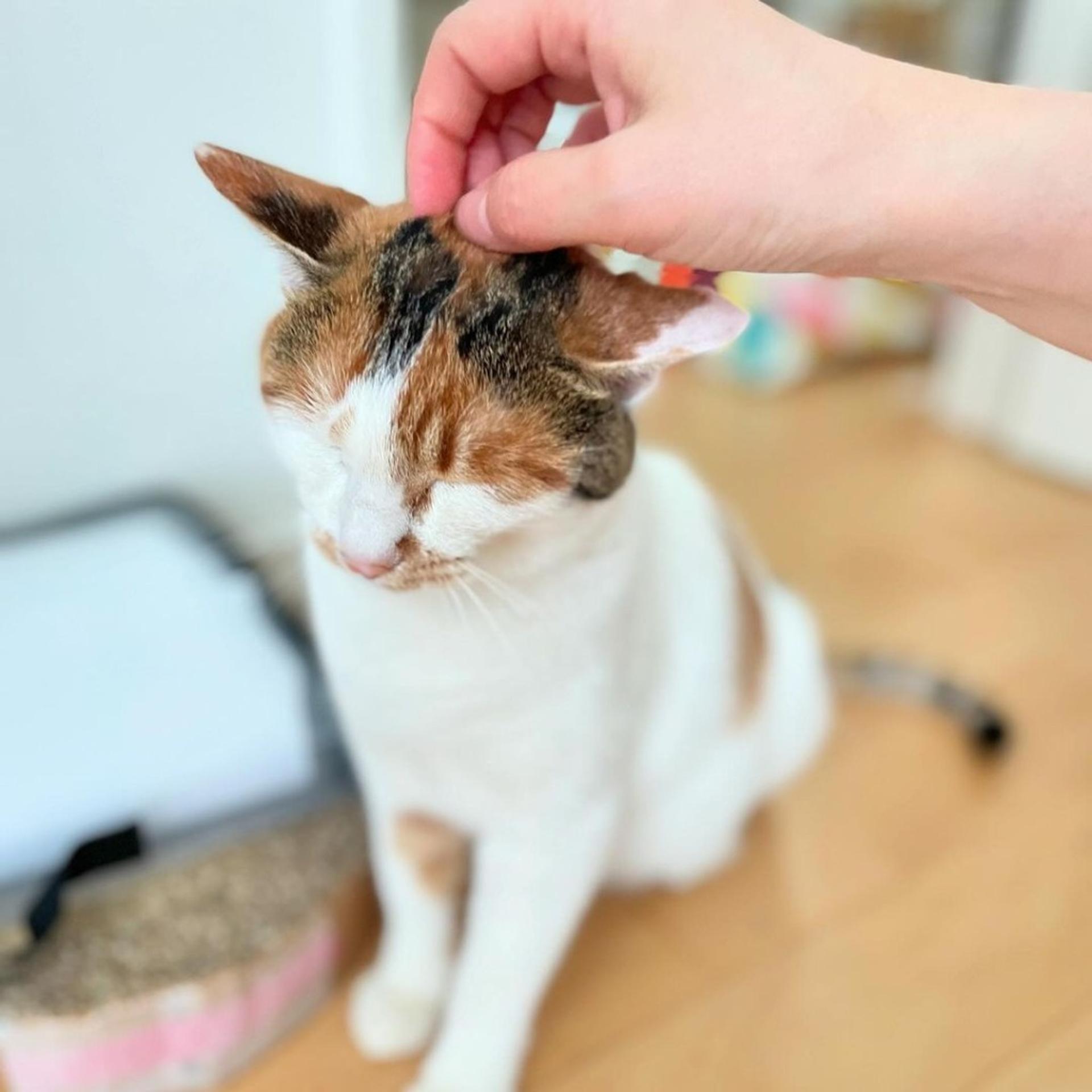 pet-image-6