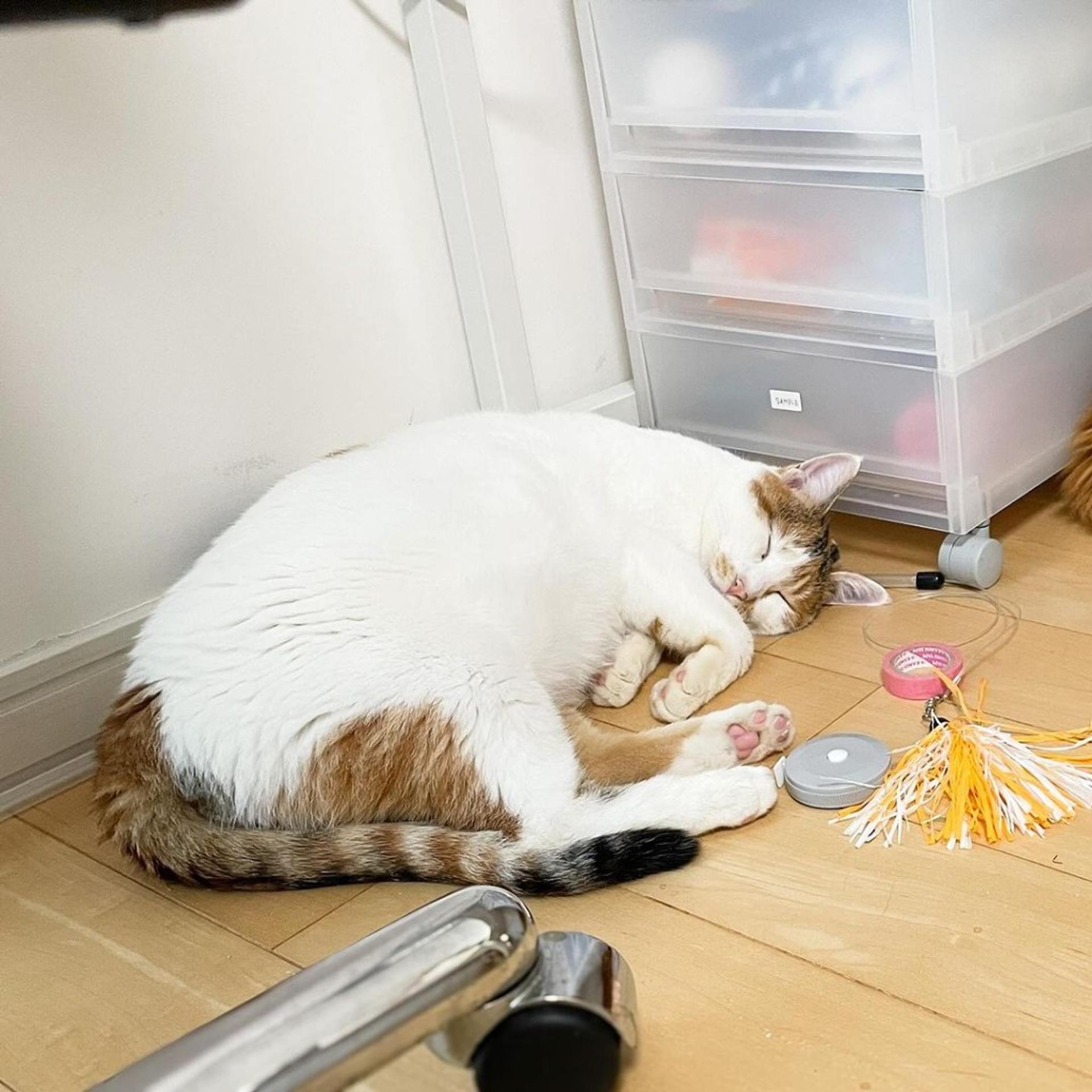 pet-image-3
