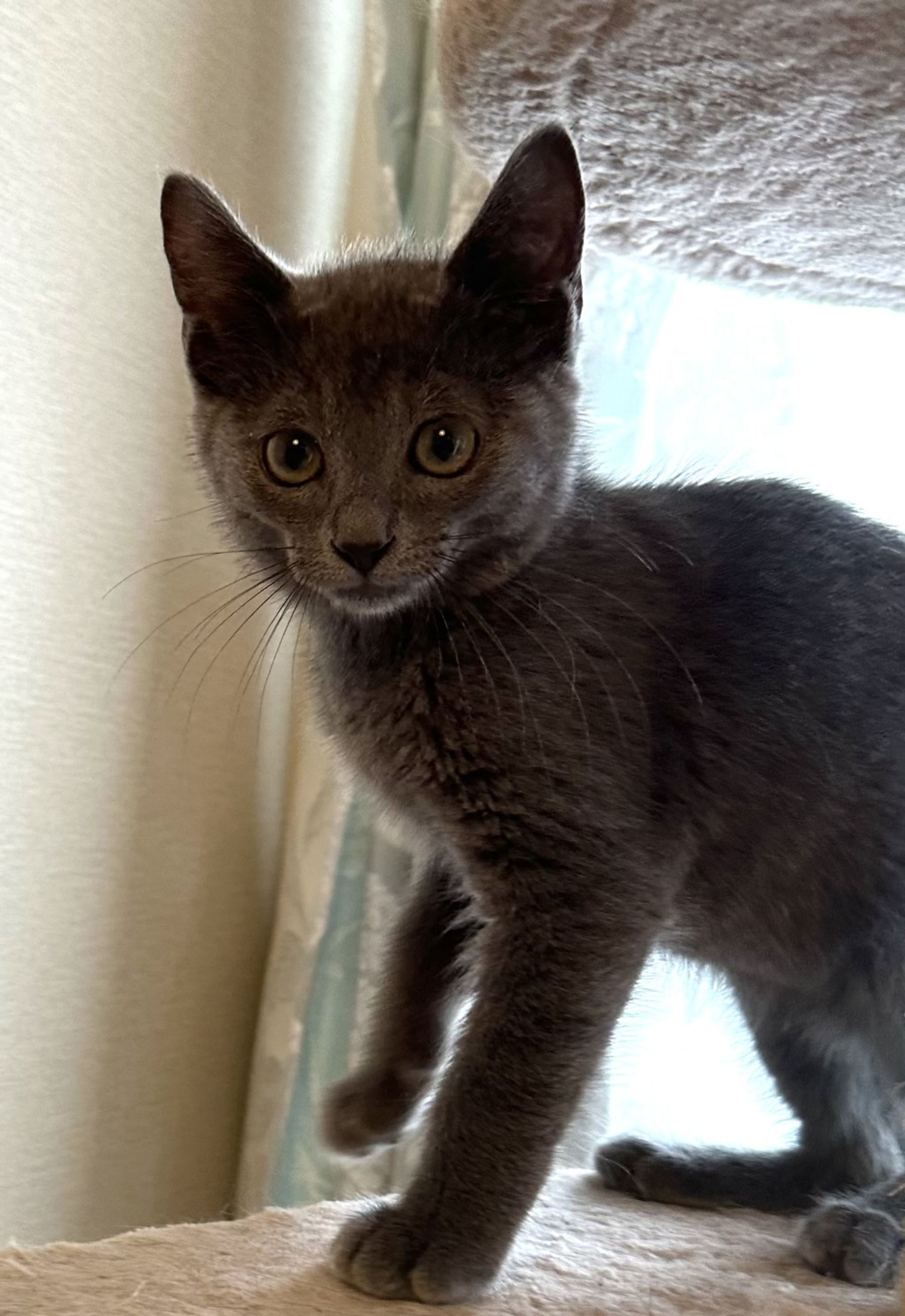 雑種（ミックス猫）・オスの里親募集の写真