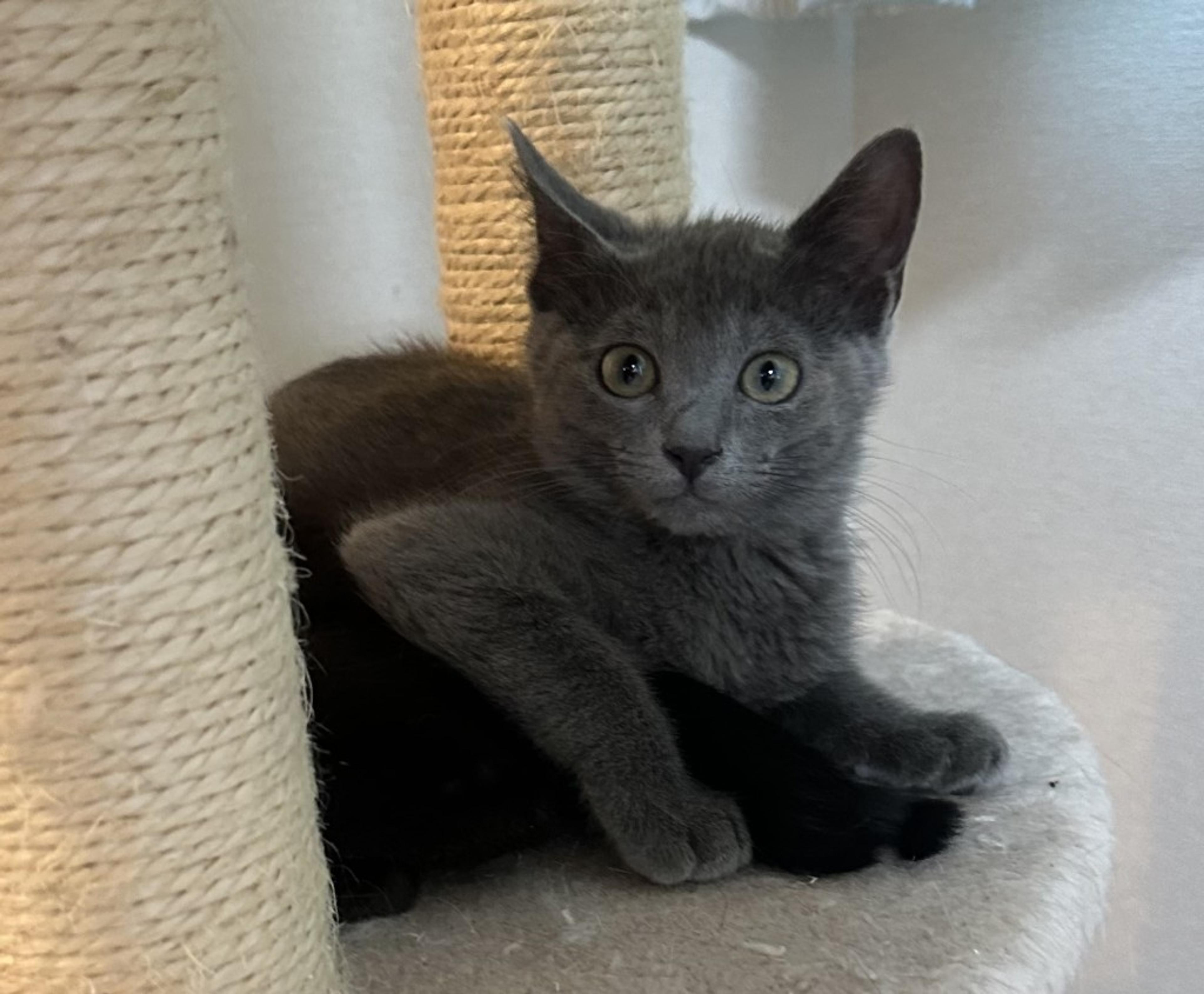 pet-image-2