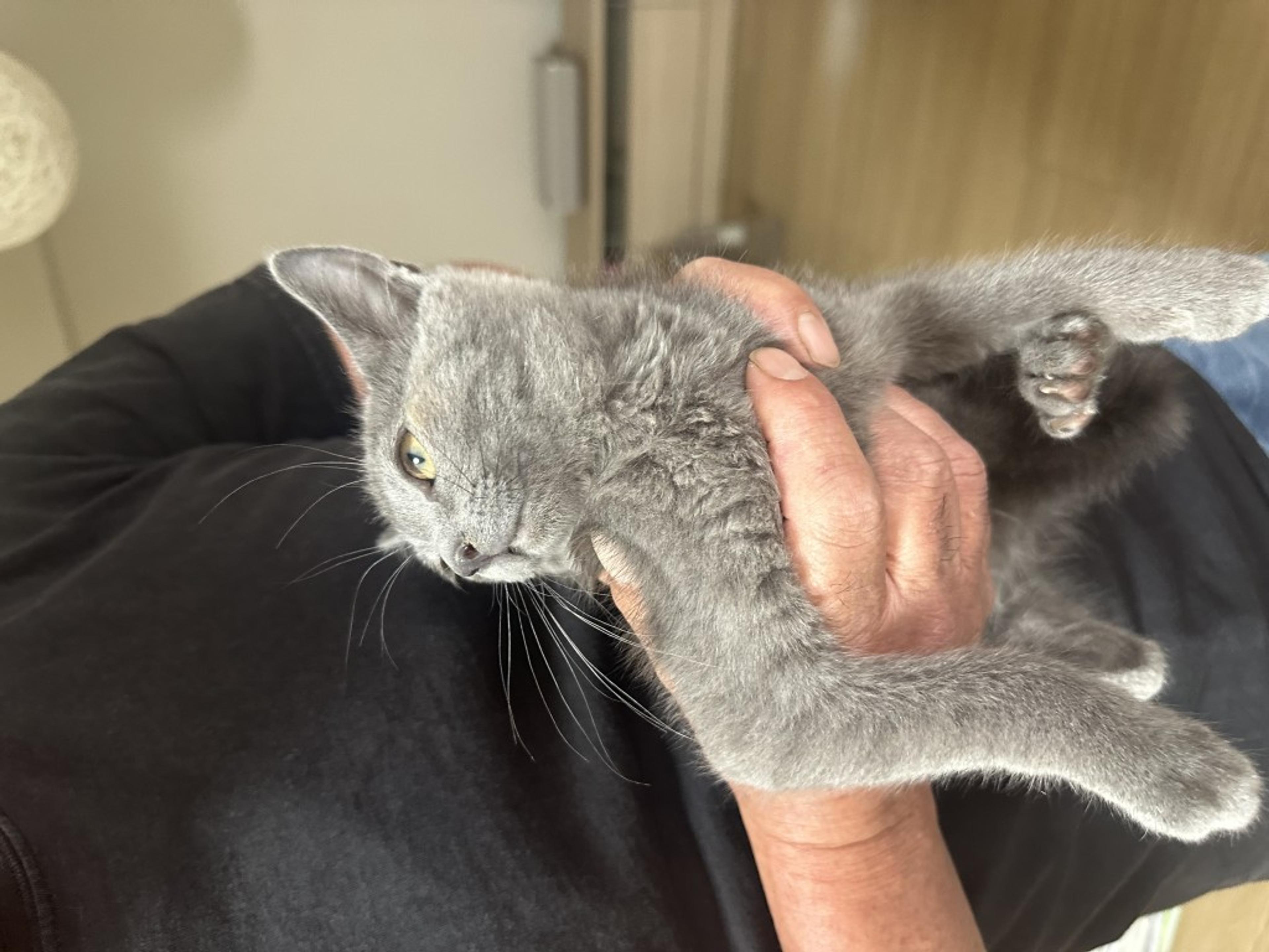 pet-image-3
