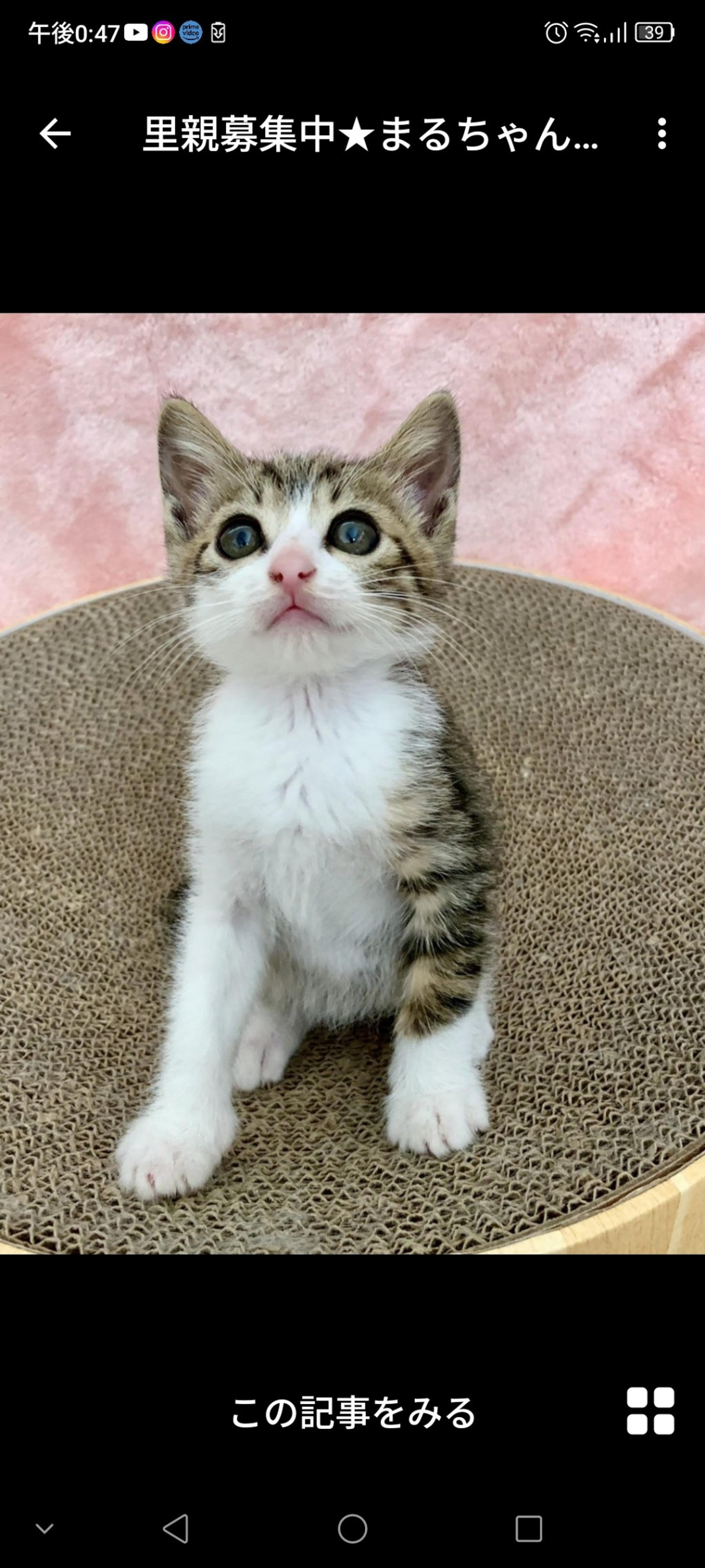 pet-image-2