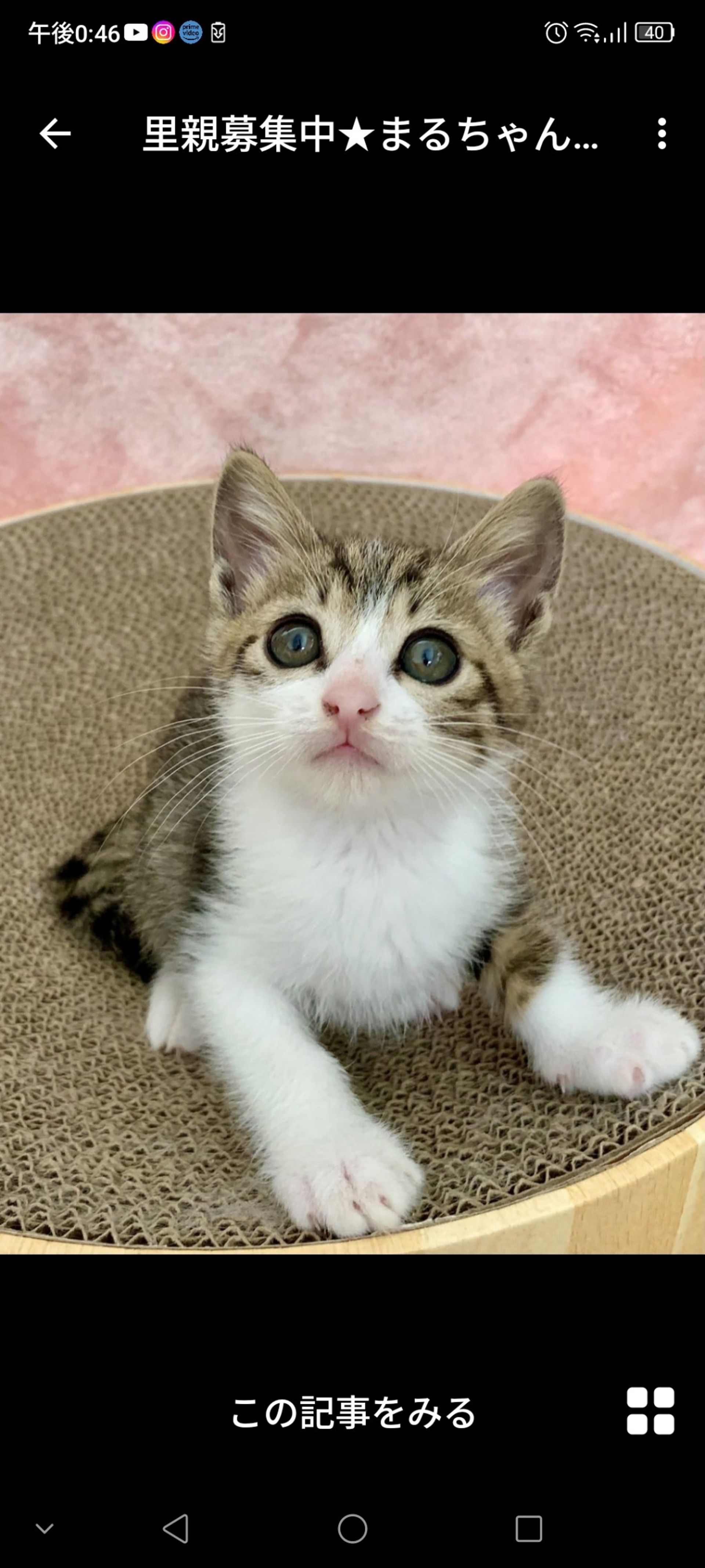 雑種（ミックス猫）・メスの里親募集の写真
