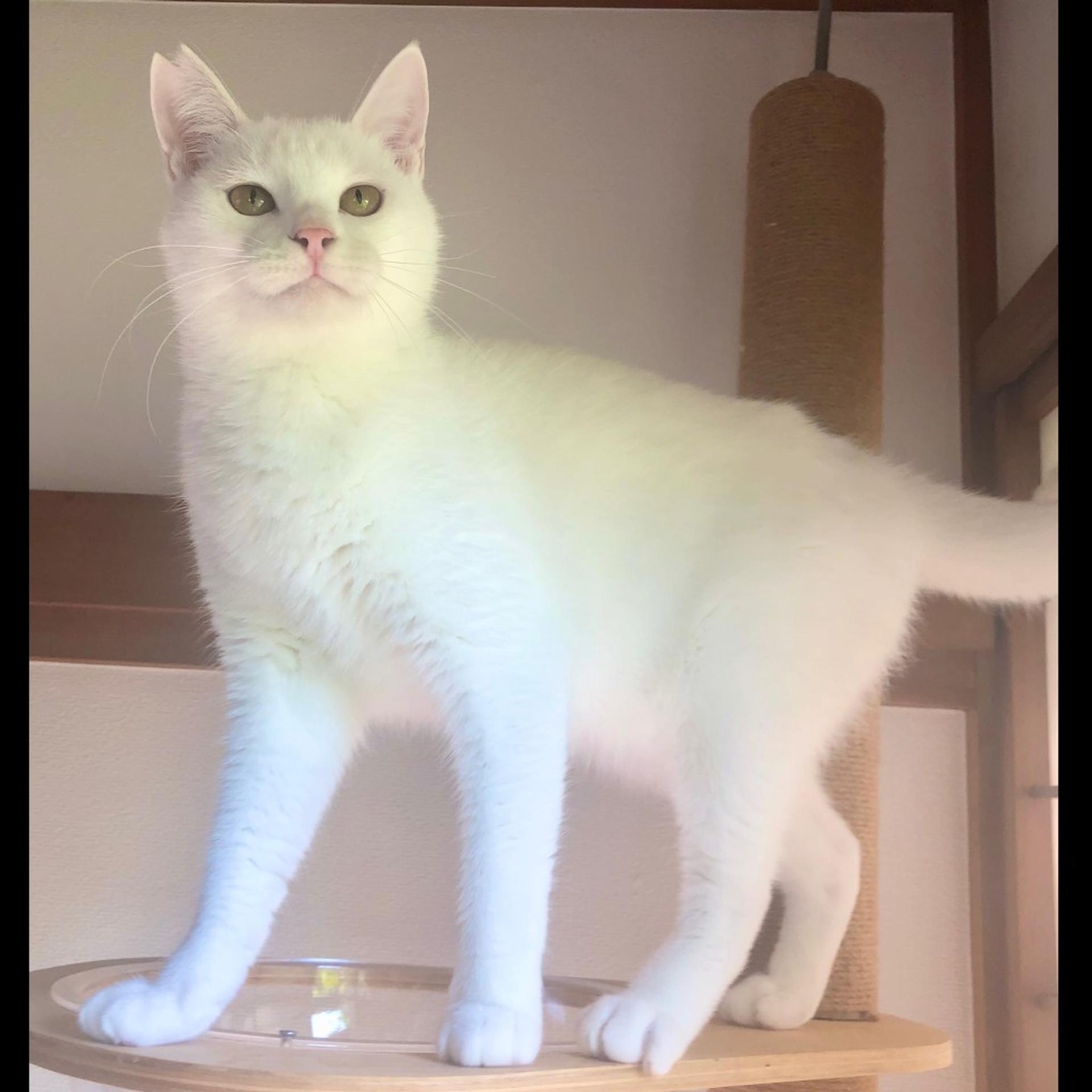 pet-image-6