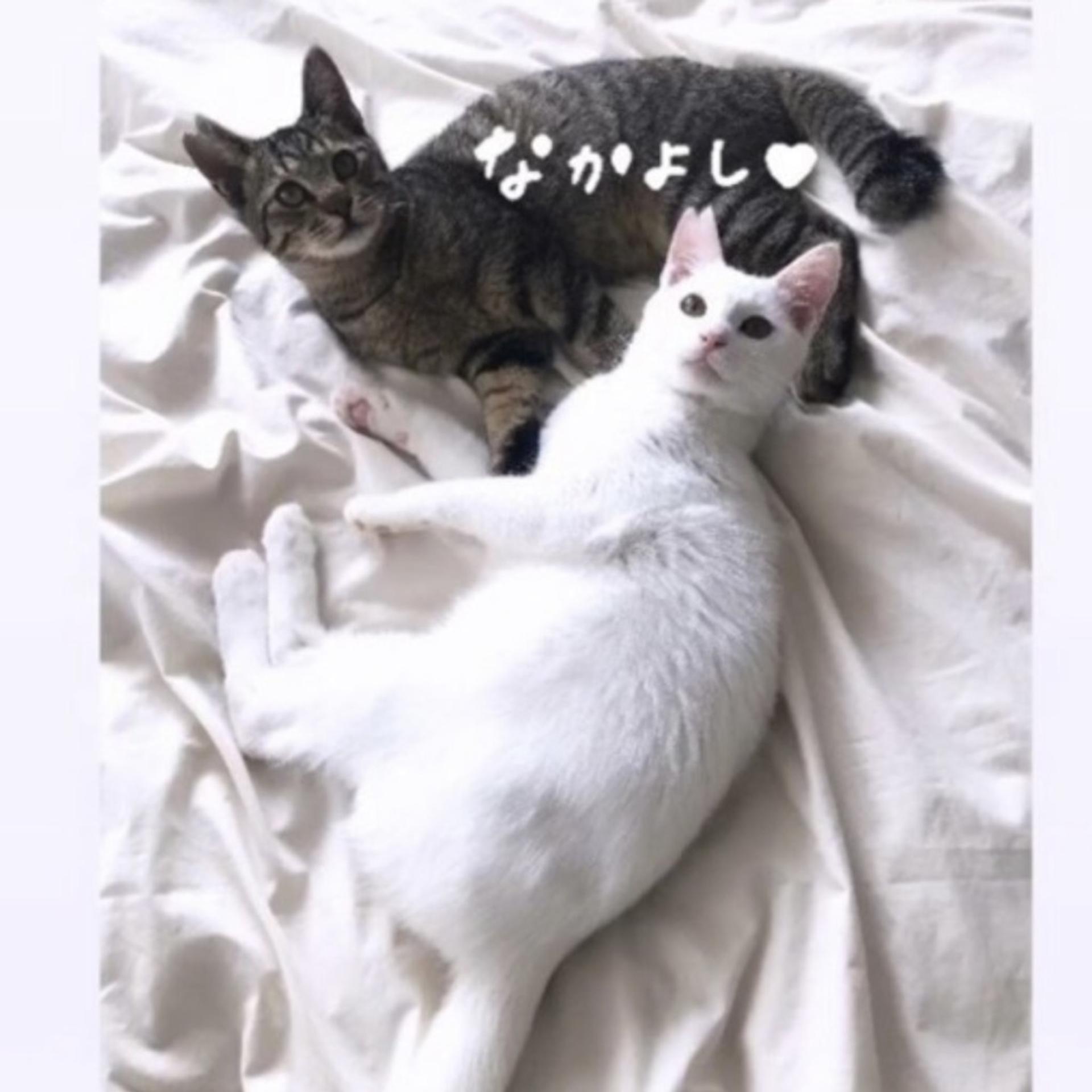 pet-image-7