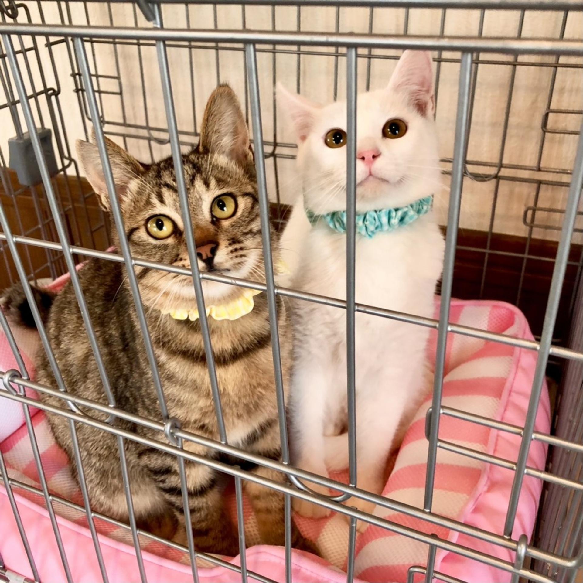 pet-image-9