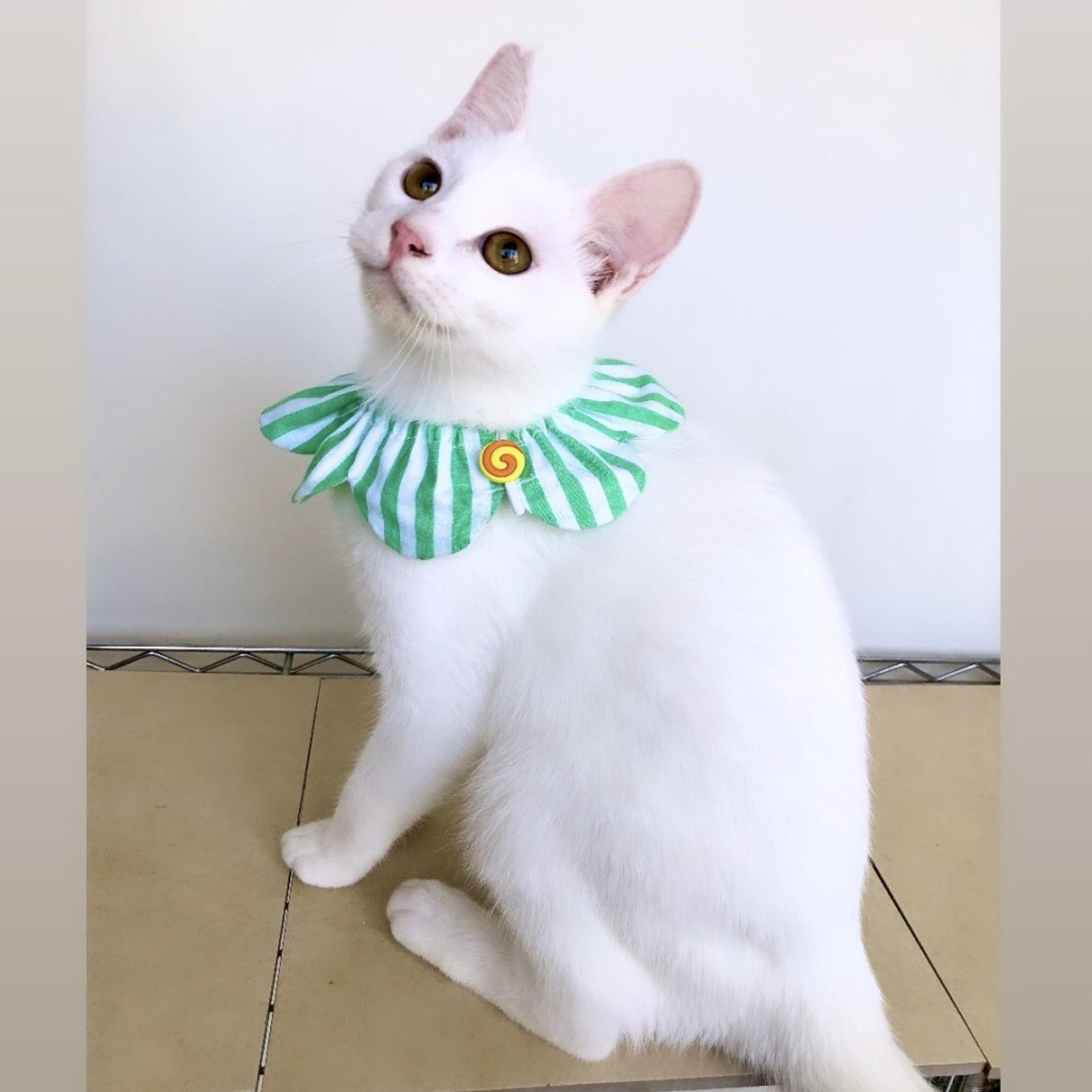 pet-image-10