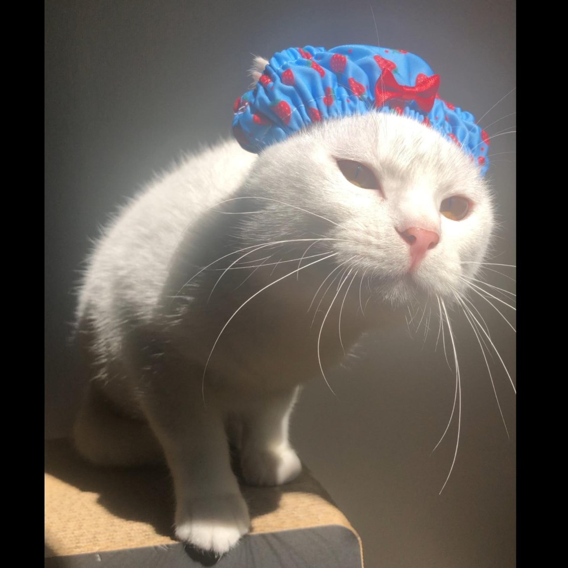 pet-image-4