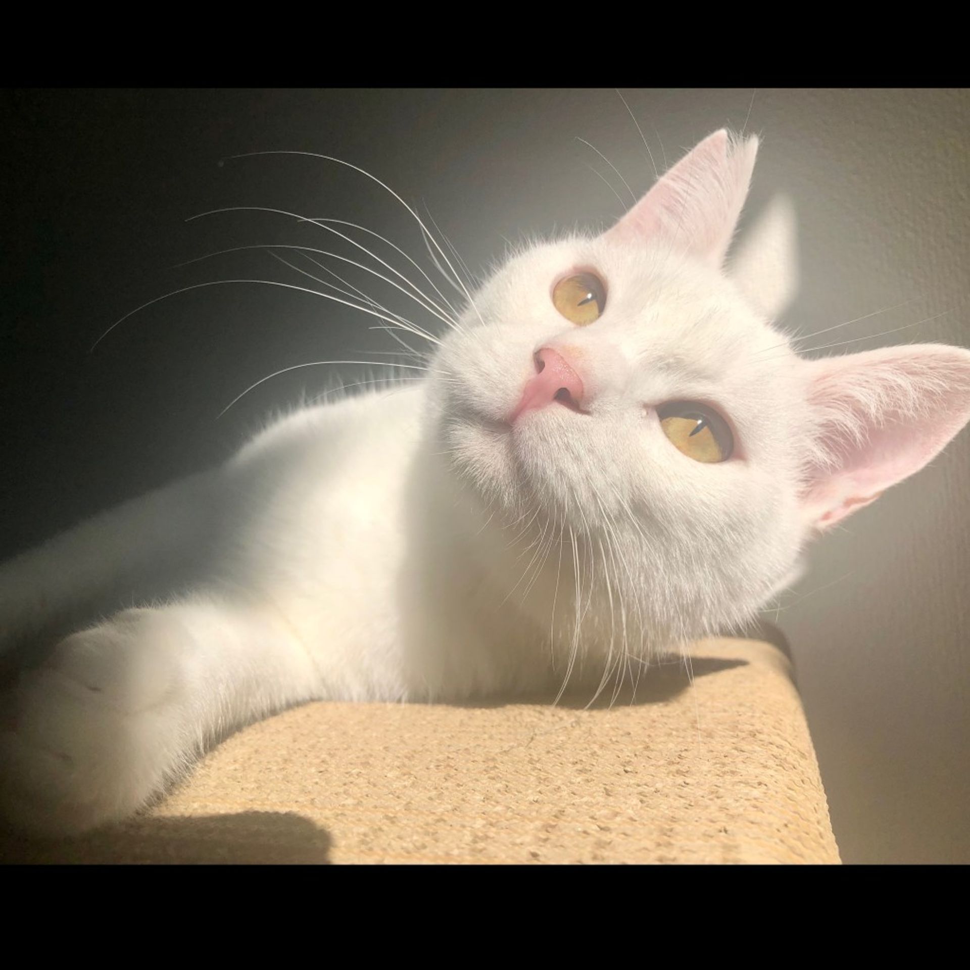 雑種（ミックス猫）・オスの里親募集の写真